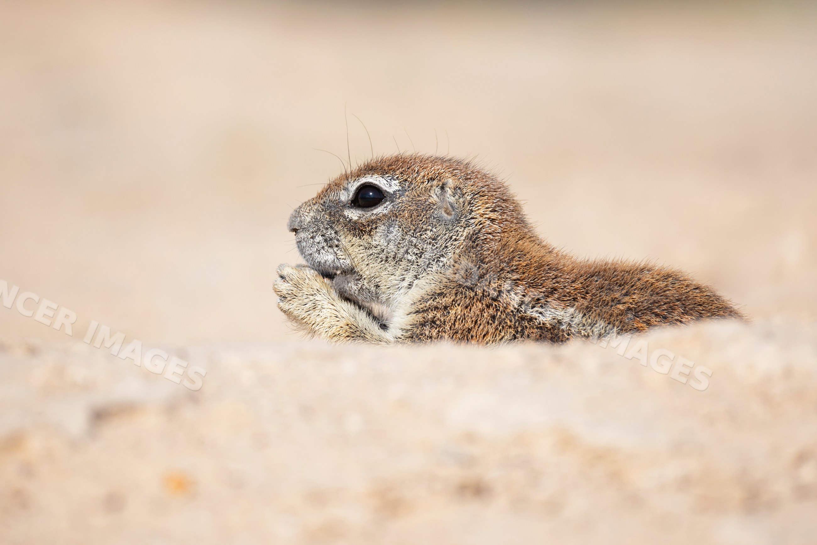 African Ground Squirrel in Kalahari Desert sand