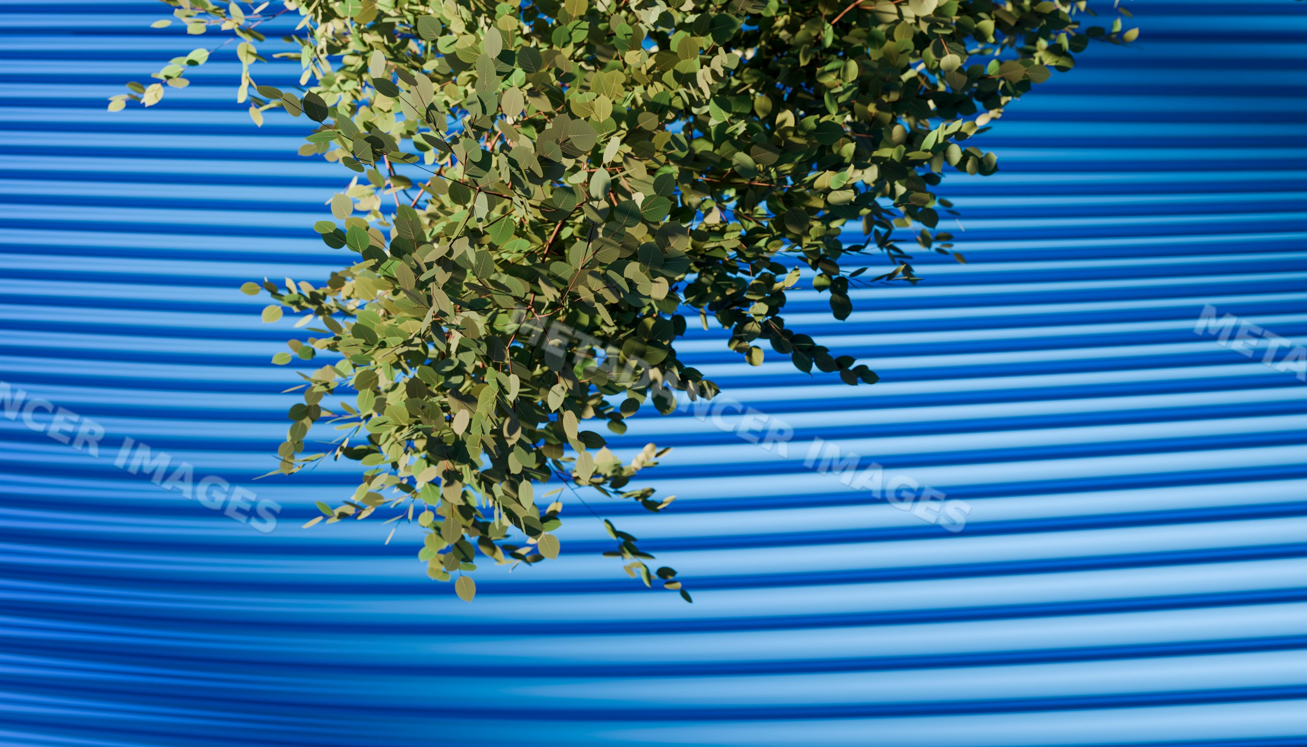 Green tree branch against a blue corrugated metal wall