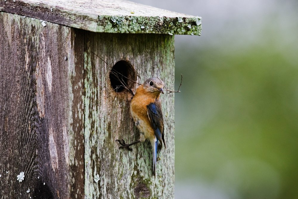 Eastern bluebird perched on wooden nesting box in Texas wildlife