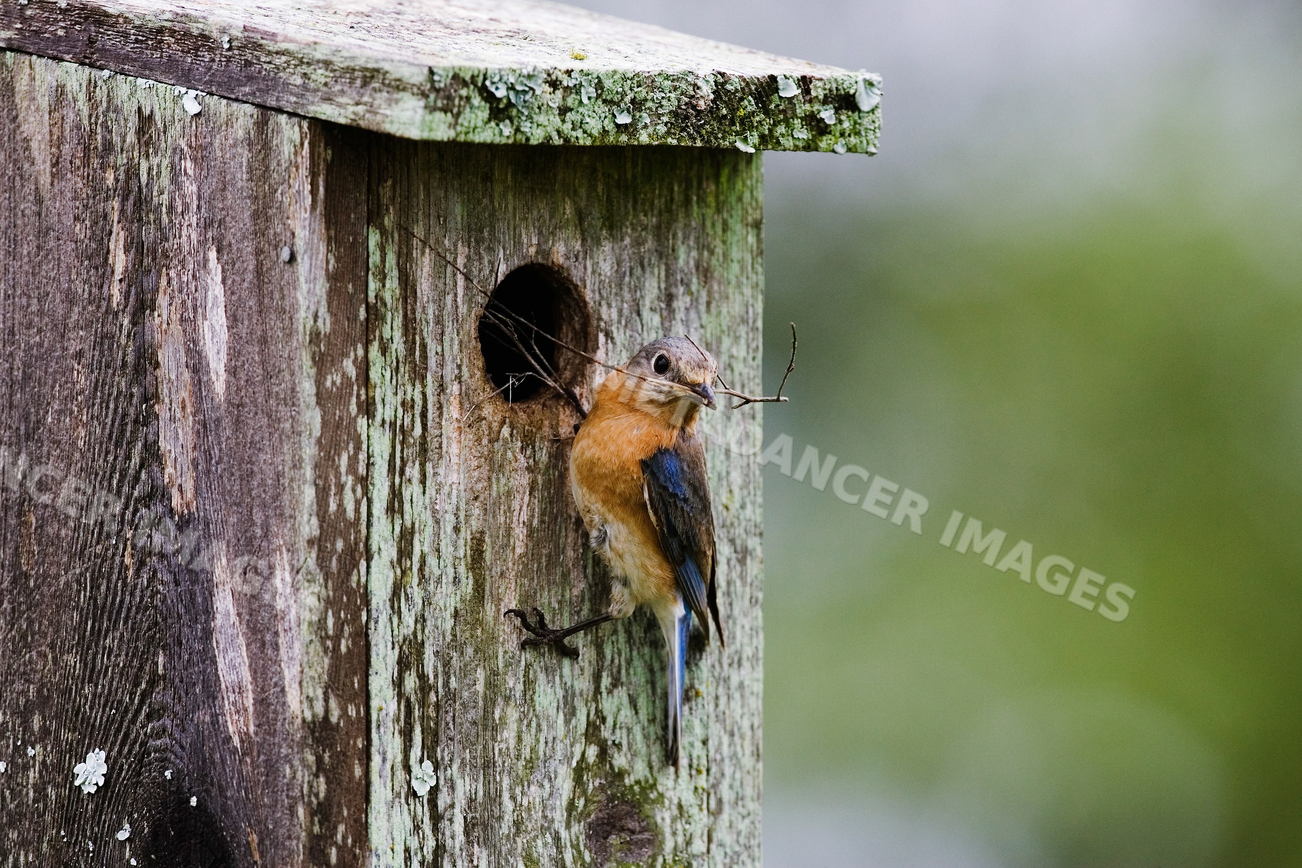 Eastern bluebird perched on wooden nesting box in Texas wildlife