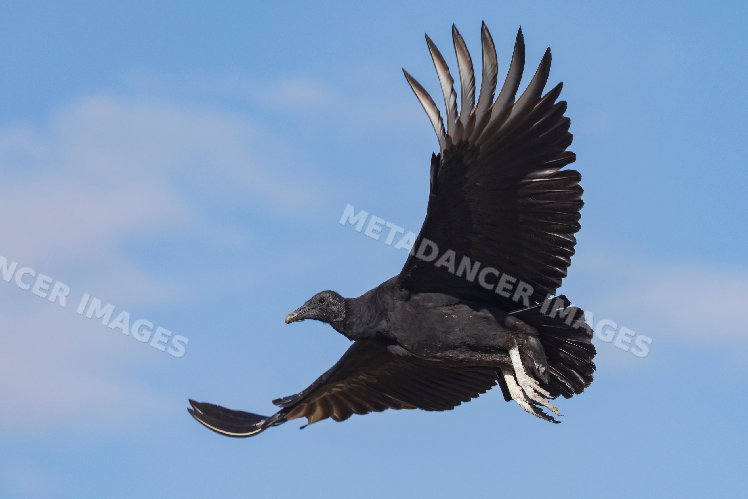 Black Vulture in Flight at santa clara ranch, Texas