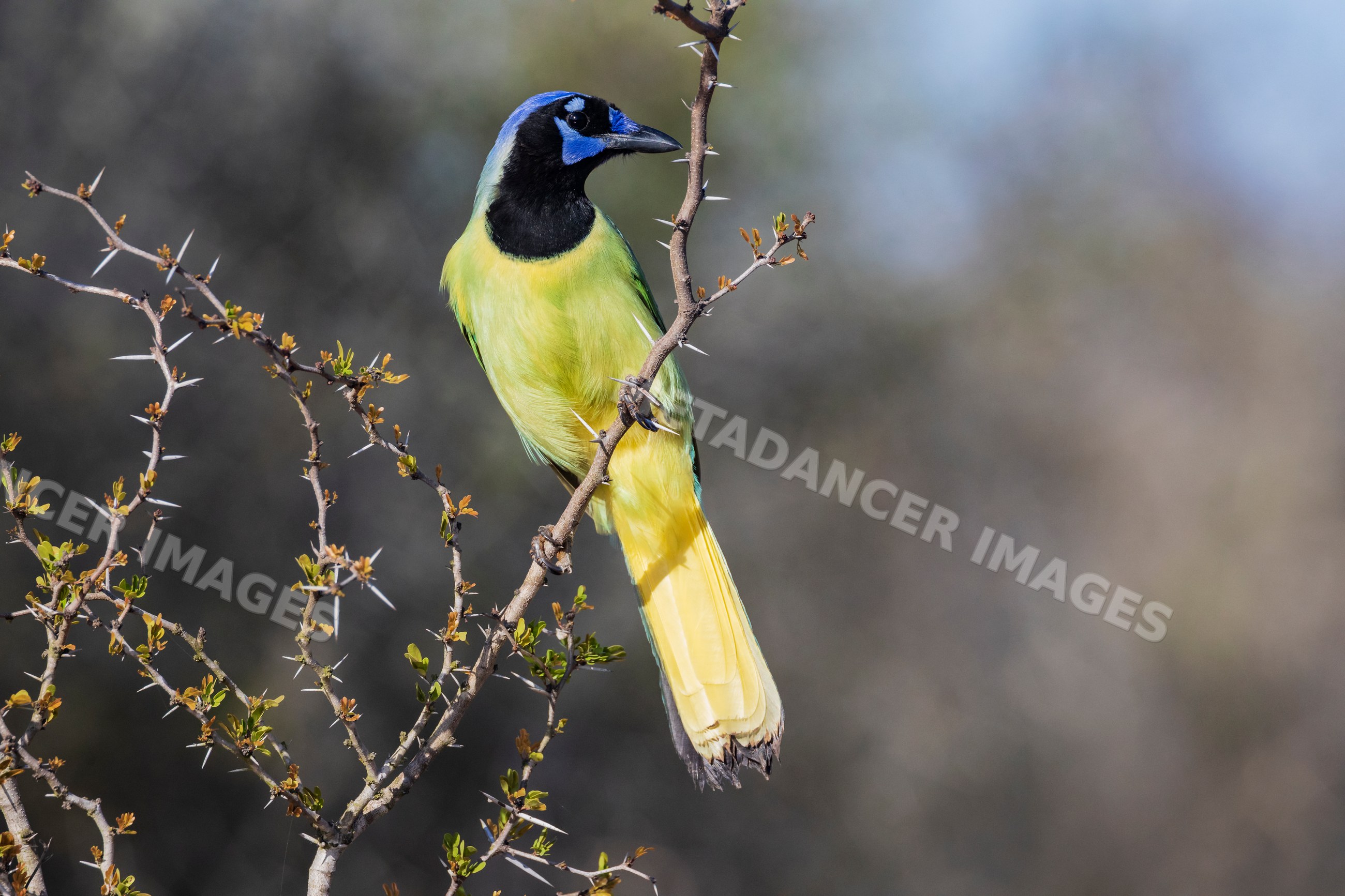 Green Jay perched on thorny branch at santa clara ranch