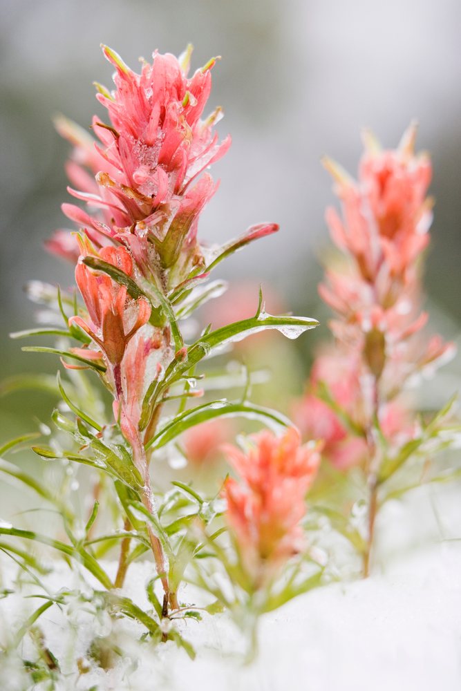 Indian paintbrush wildflowers covered with snow and ice