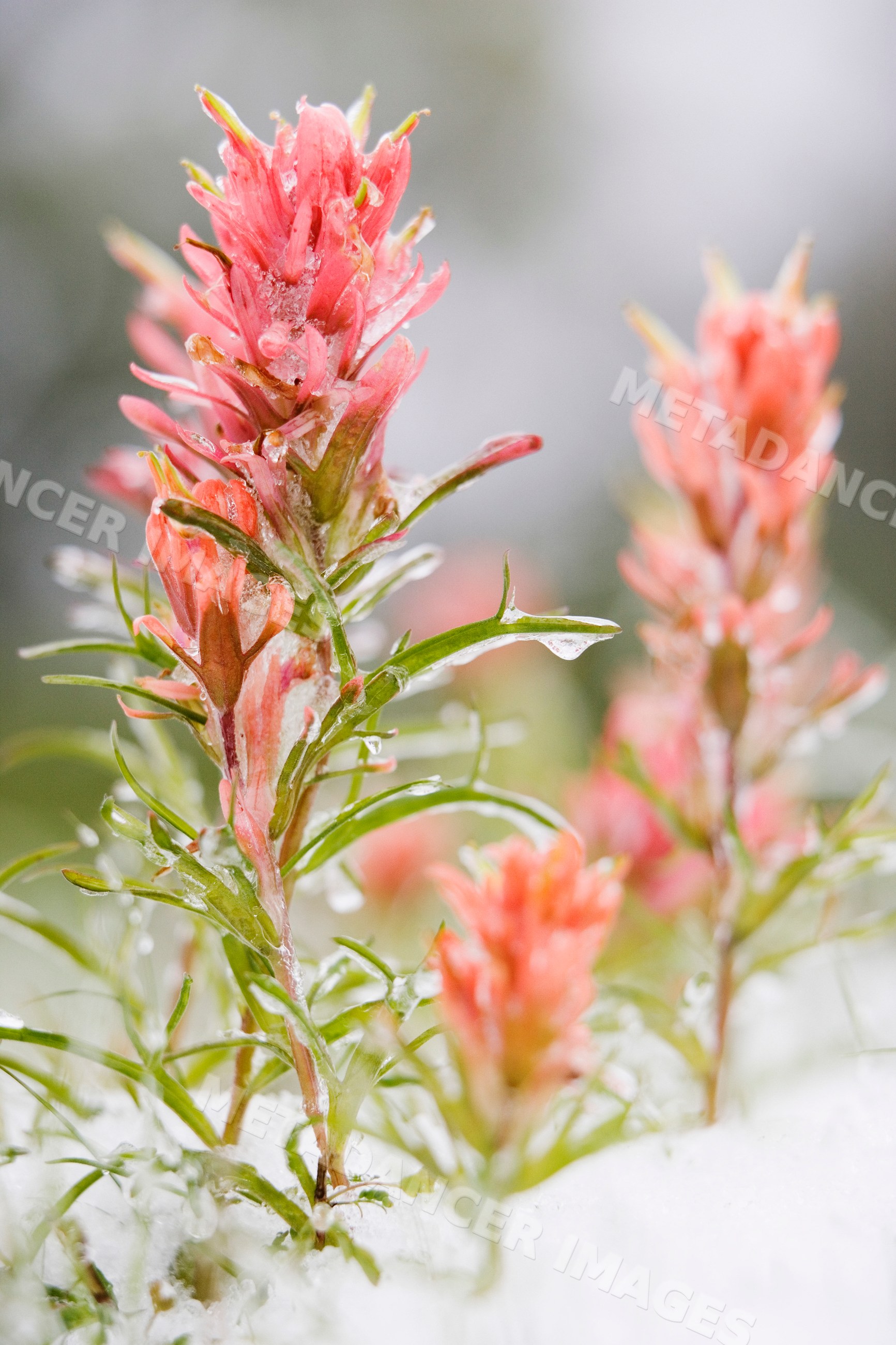 Indian paintbrush wildflowers covered with snow and ice