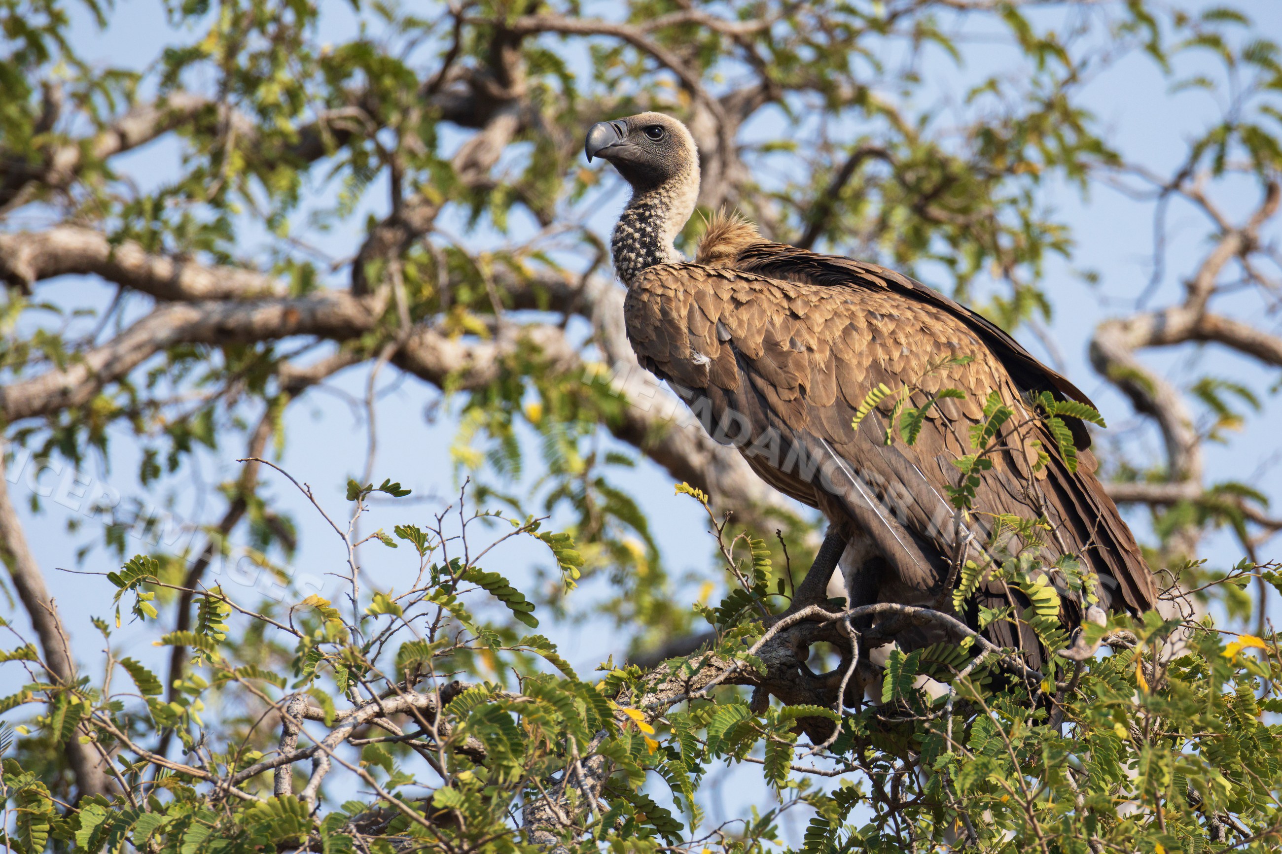 White-backed vulture perched on leafy tree branch in a park