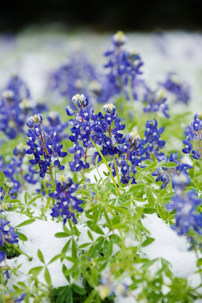 Bluebonnets blooming amid snow