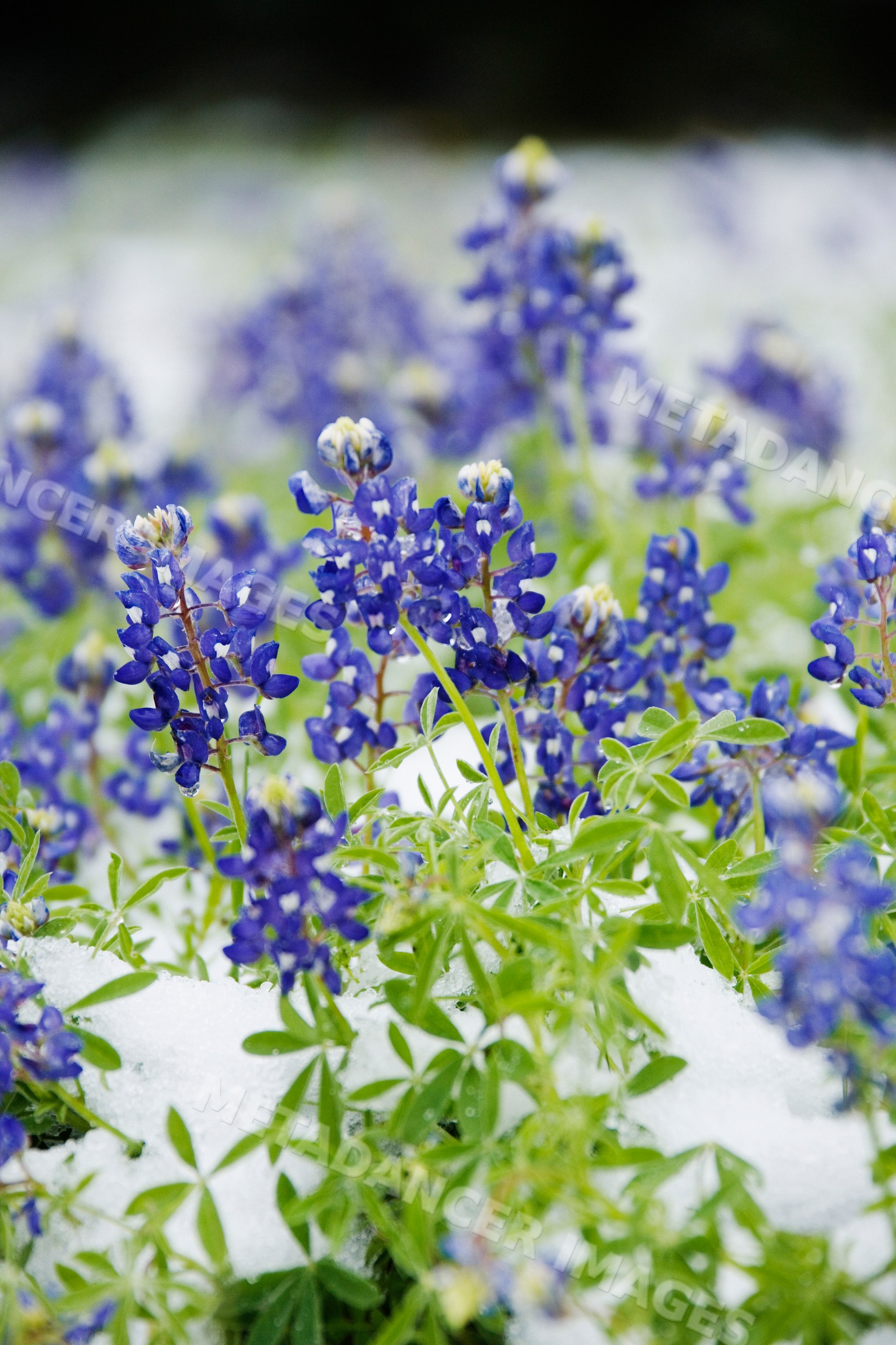 Bluebonnets blooming amid snow