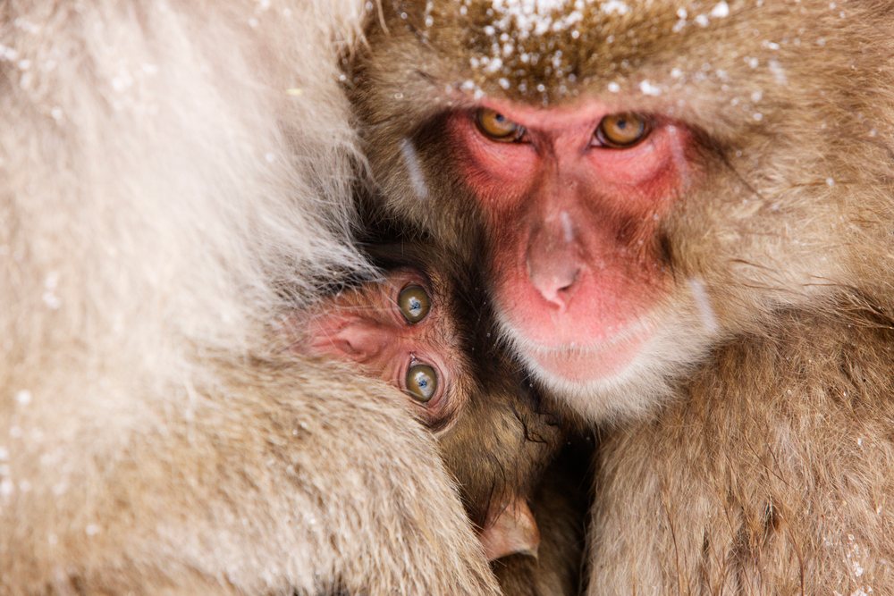 Japanese macaques huddling together in snowy nagano, japan