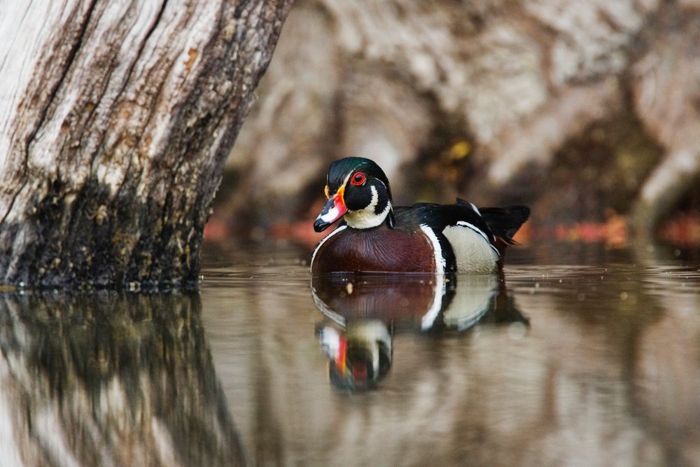 Male wood duck swimming in water near tree trunk in Texas