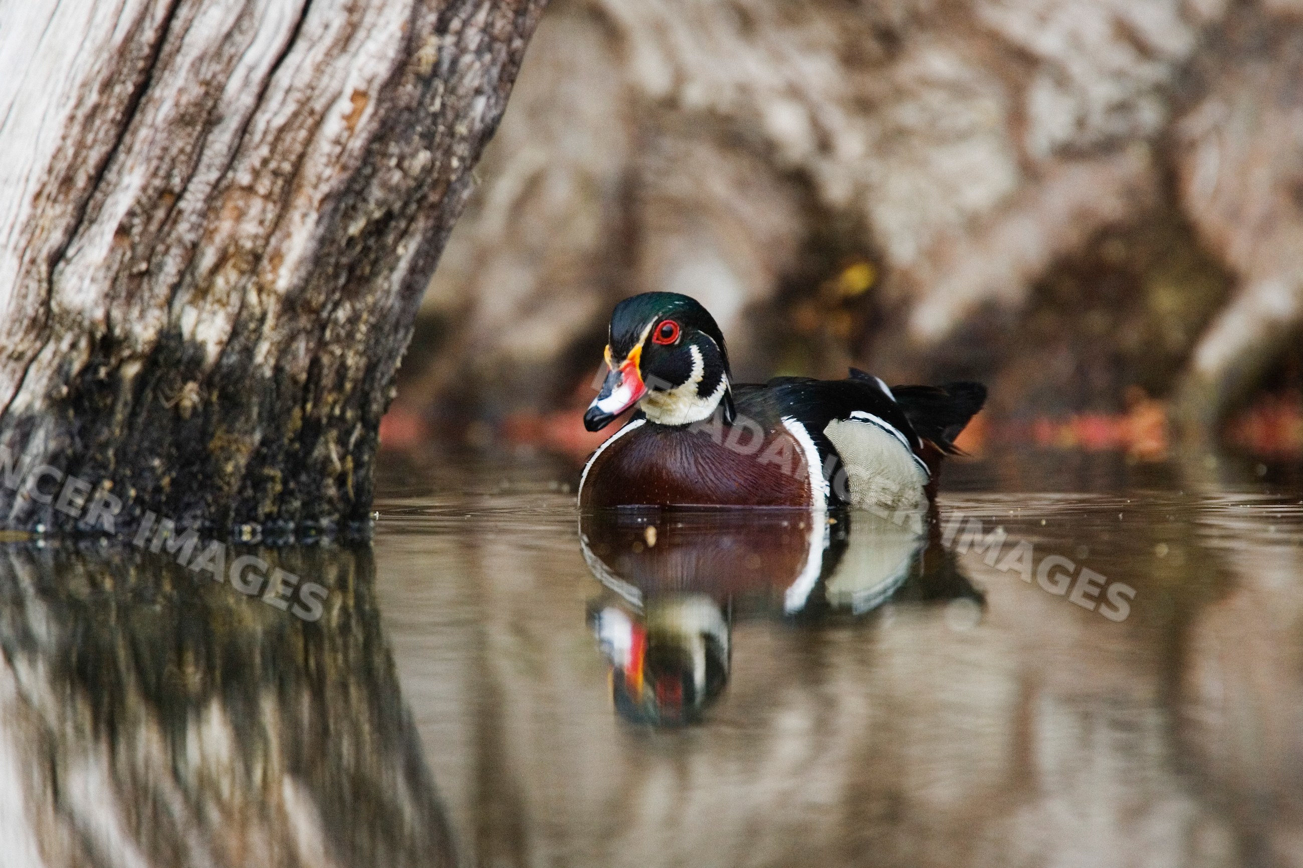 Male wood duck swimming in water near tree trunk in Texas