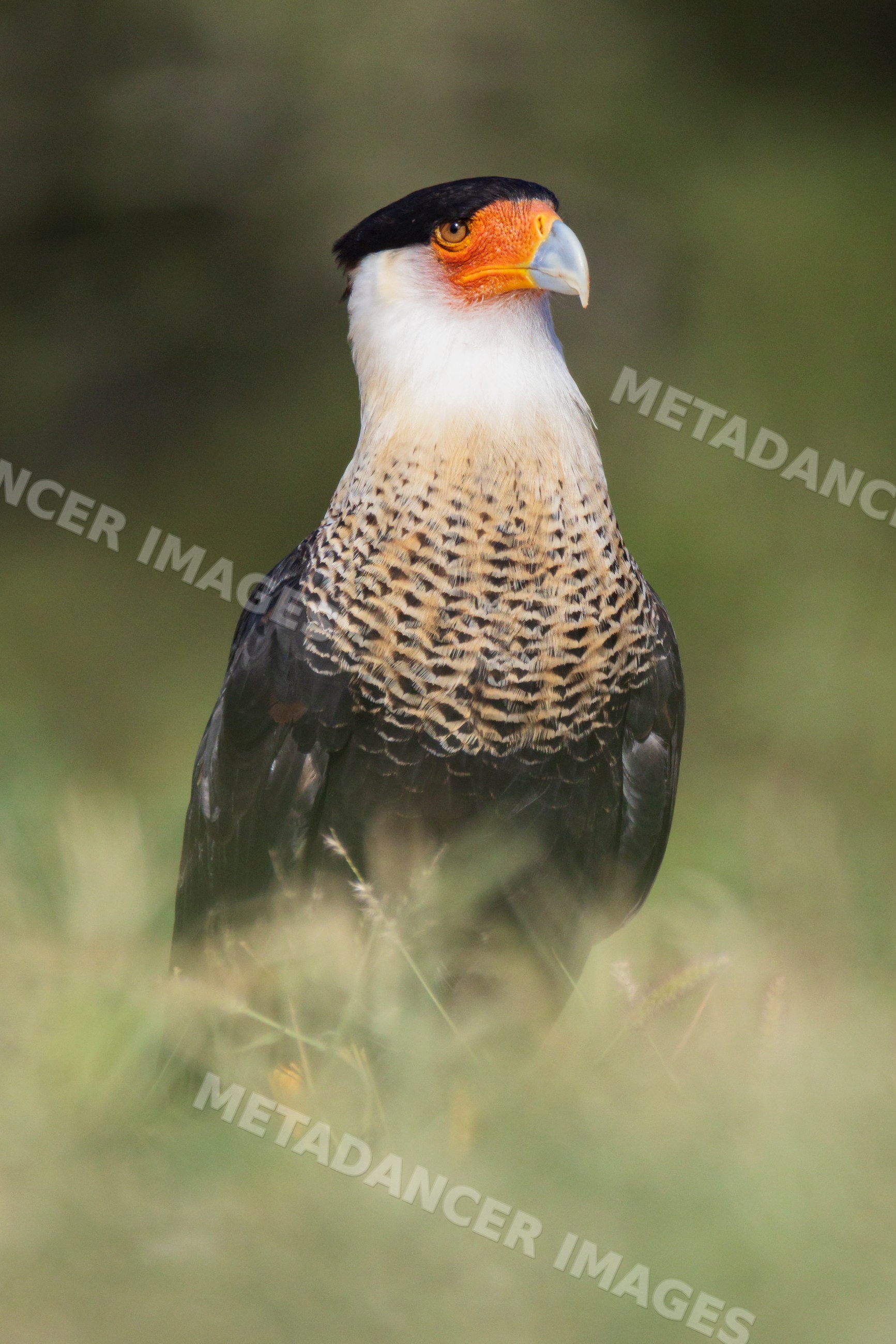 Crested Caracara perched in grass at santa clara ranch, Texas