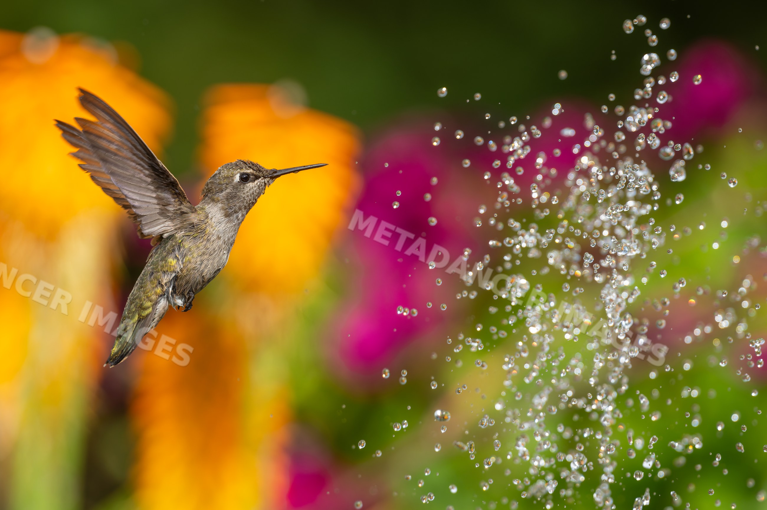 Hummingbird flying near water droplets with floral background