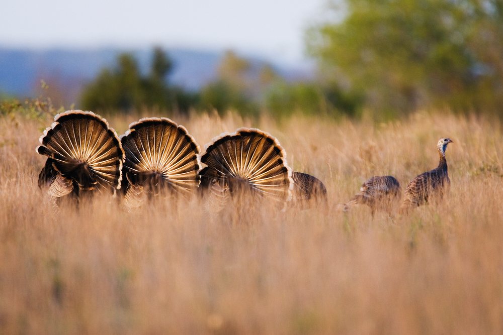 Wild turkeys displaying tail feathers in Texas grassland habitat