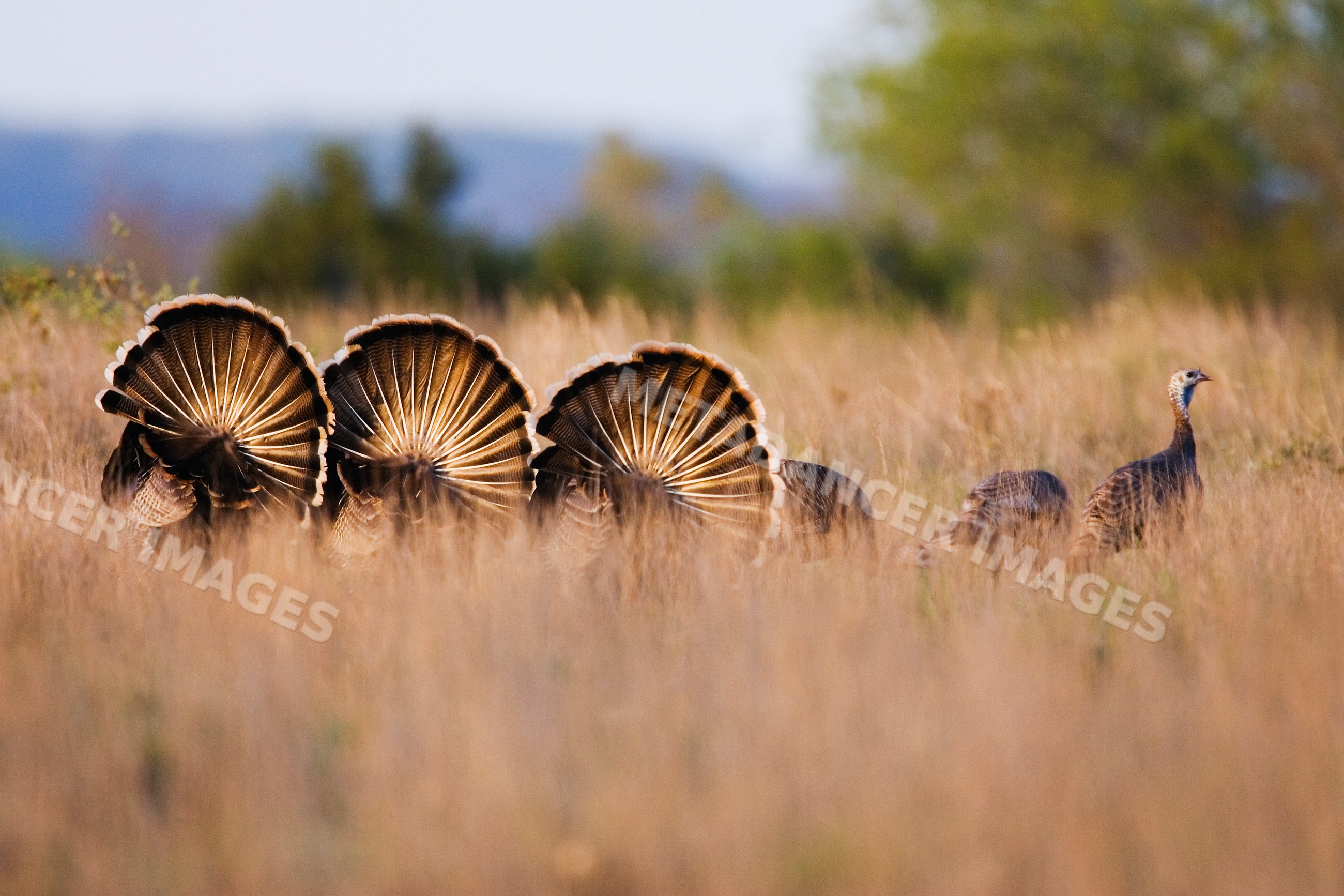 Wild turkeys displaying tail feathers in Texas grassland habitat