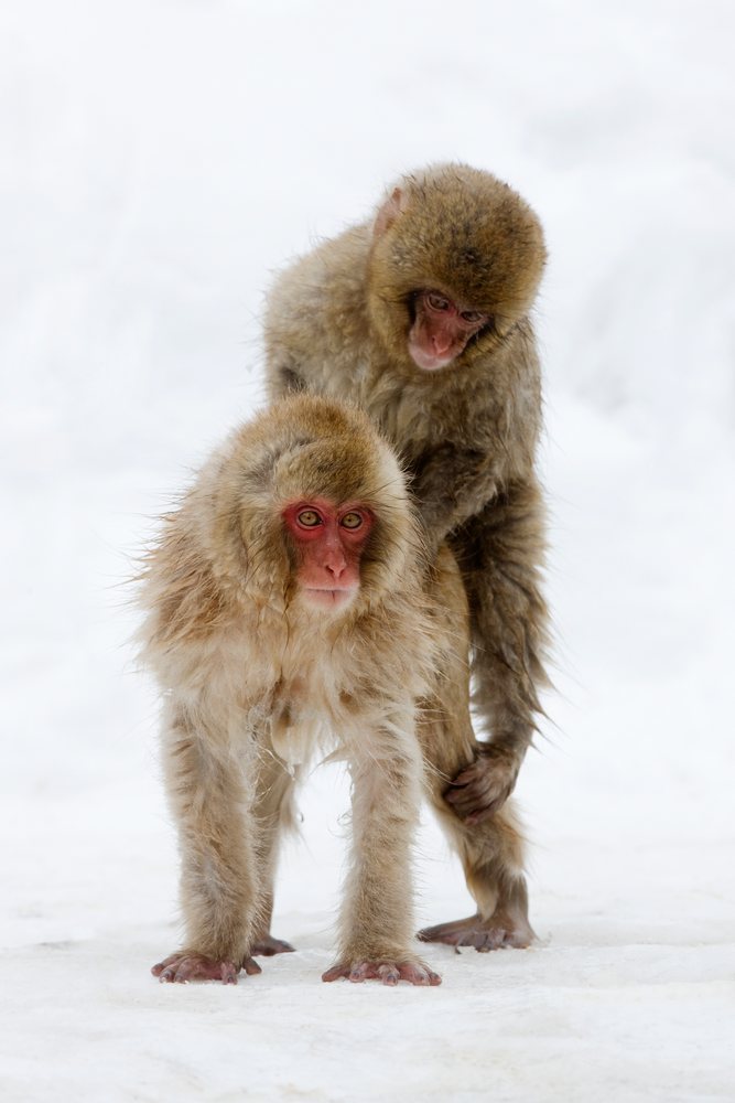 Japanese macaques in snowy nagano, japan