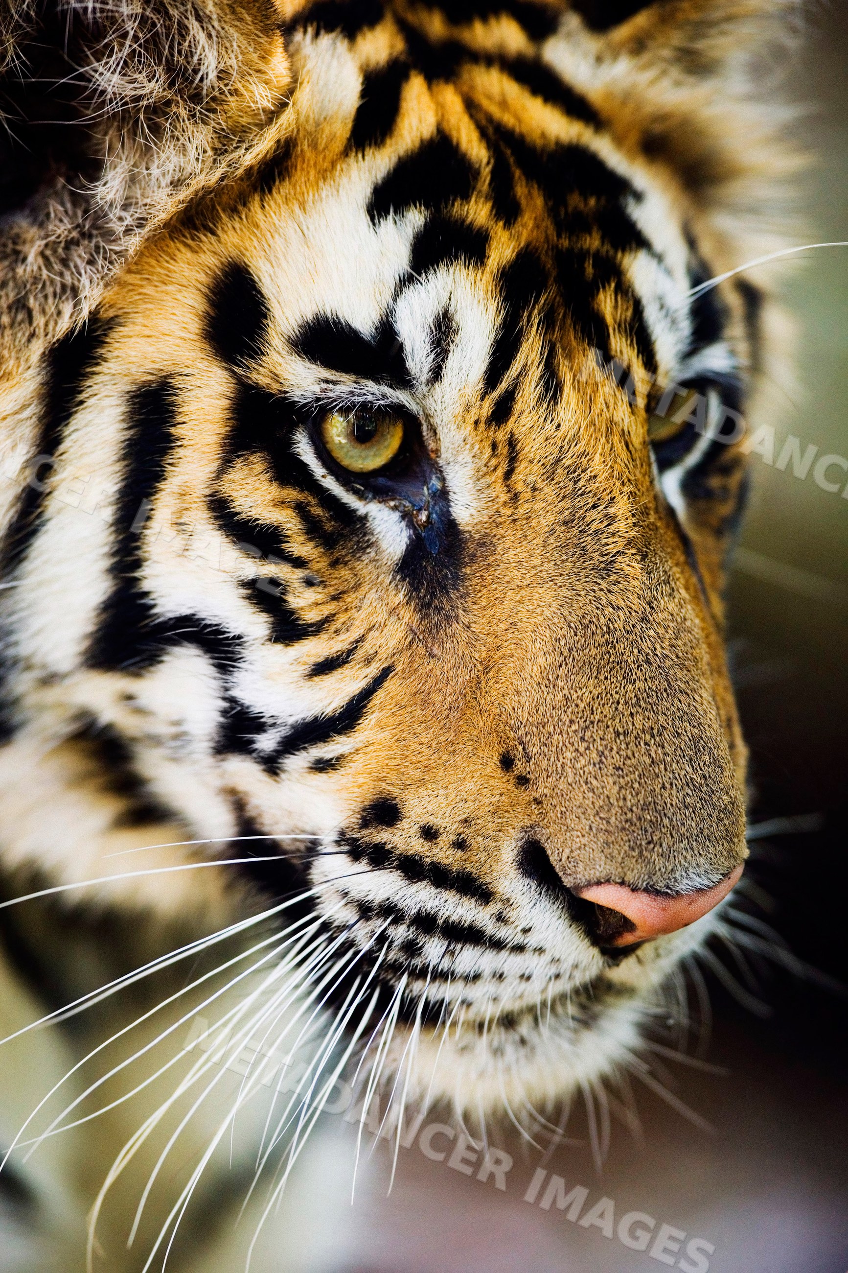 Close-up portrait of a tiger in natural setting