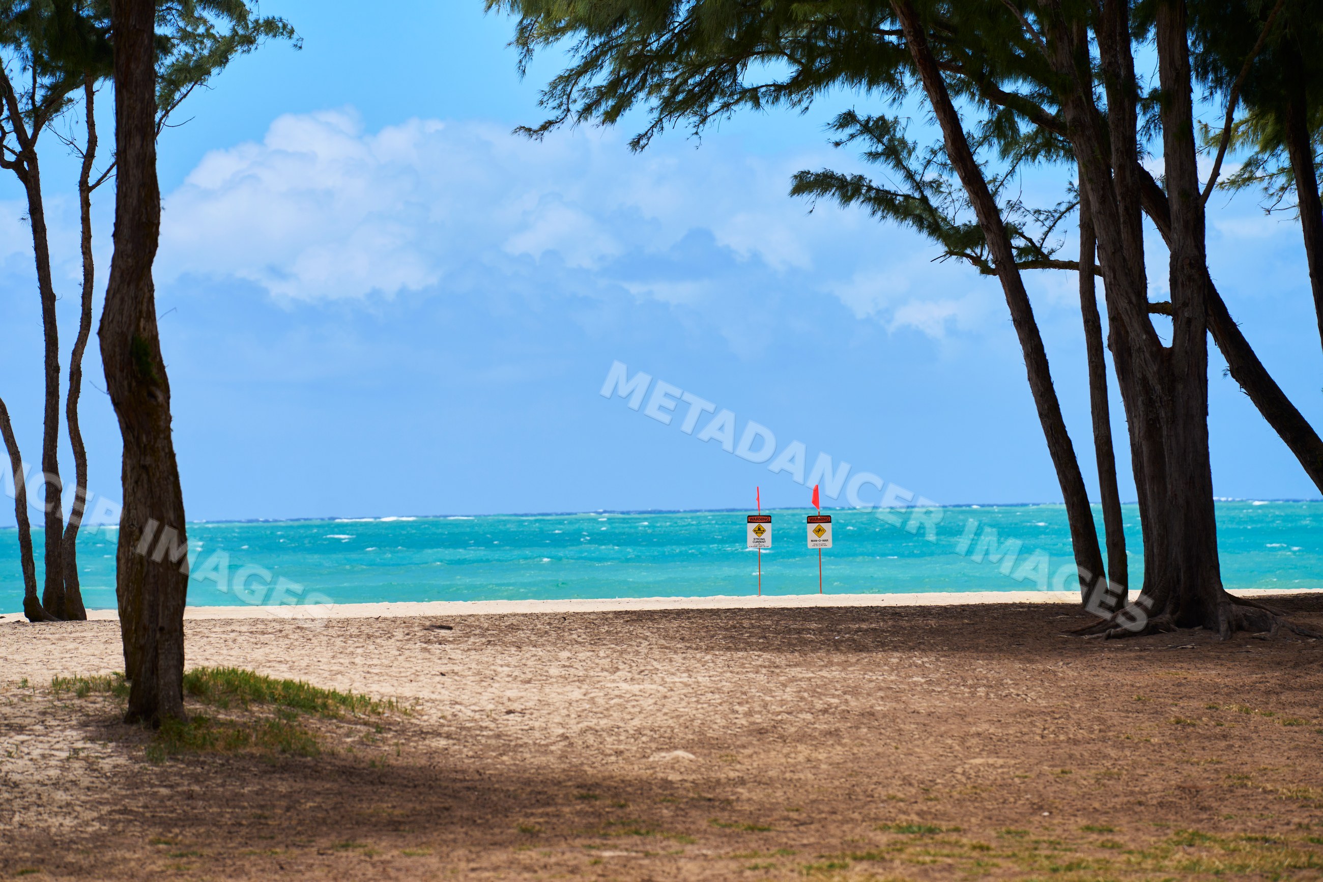 Beach shoreline with tropical trees and ocean view in a beach