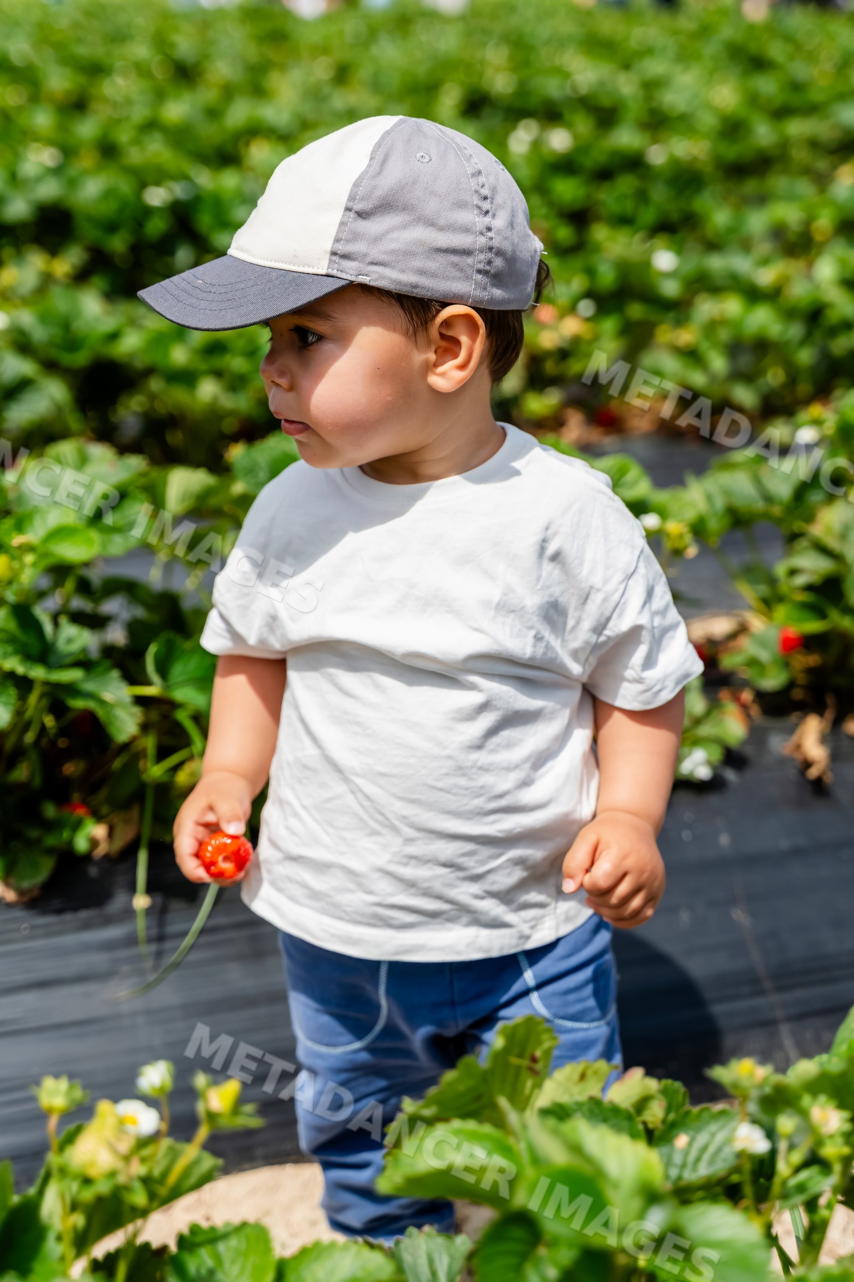 Toddler white boy holding strawberry in strawberry field outdoors