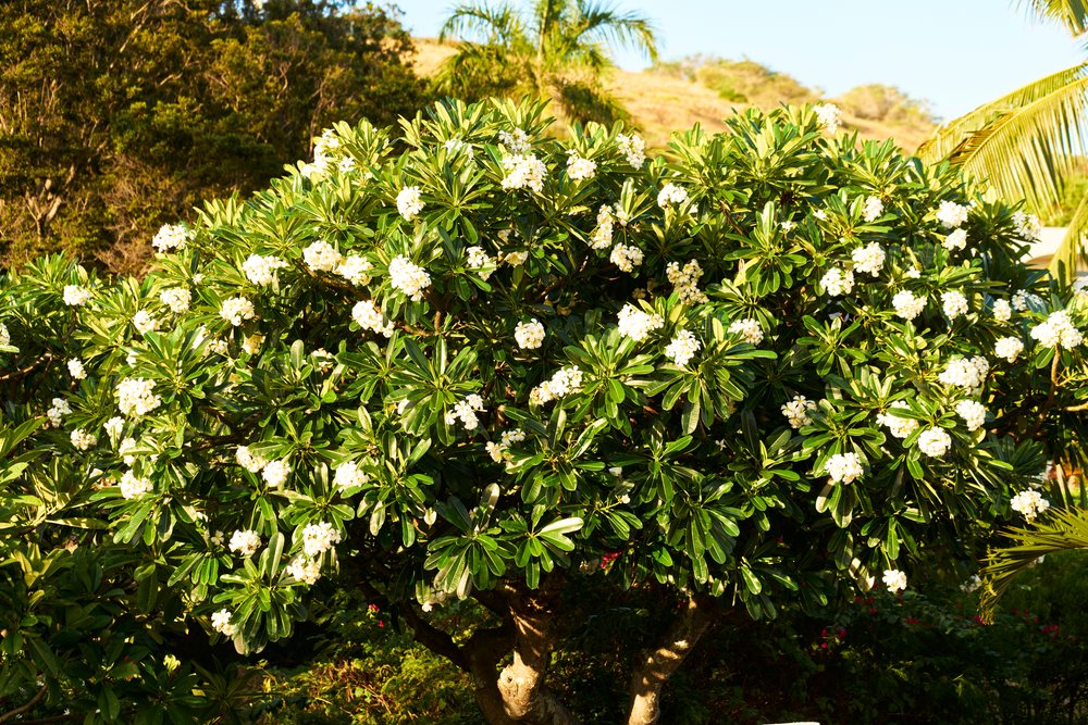 Plumeria tree blooming white flowers in tropical garden in Oahi