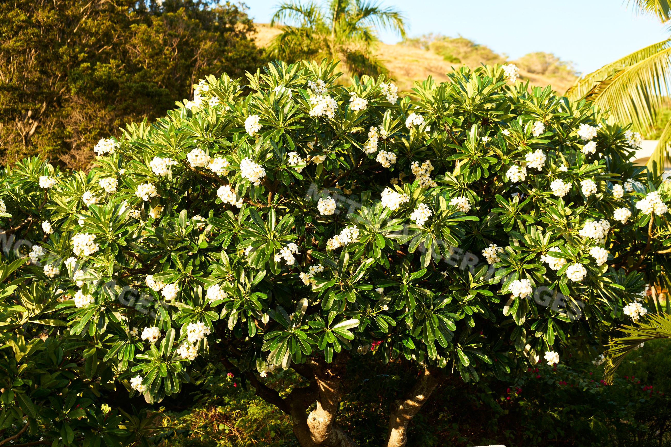 Plumeria tree blooming white flowers in tropical garden in Oahi