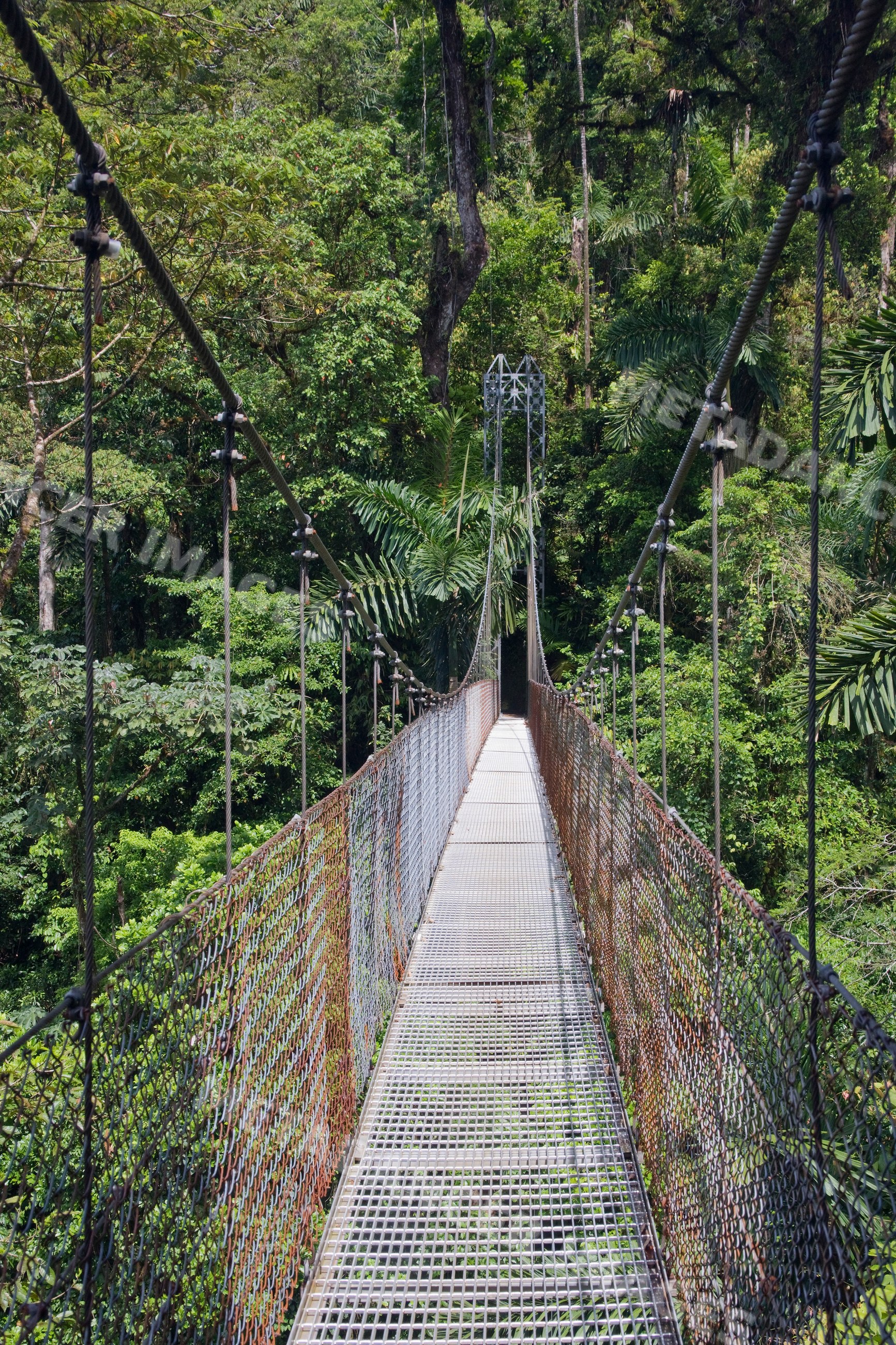 Suspension bridge crossing through tropical rainforest, costa rica