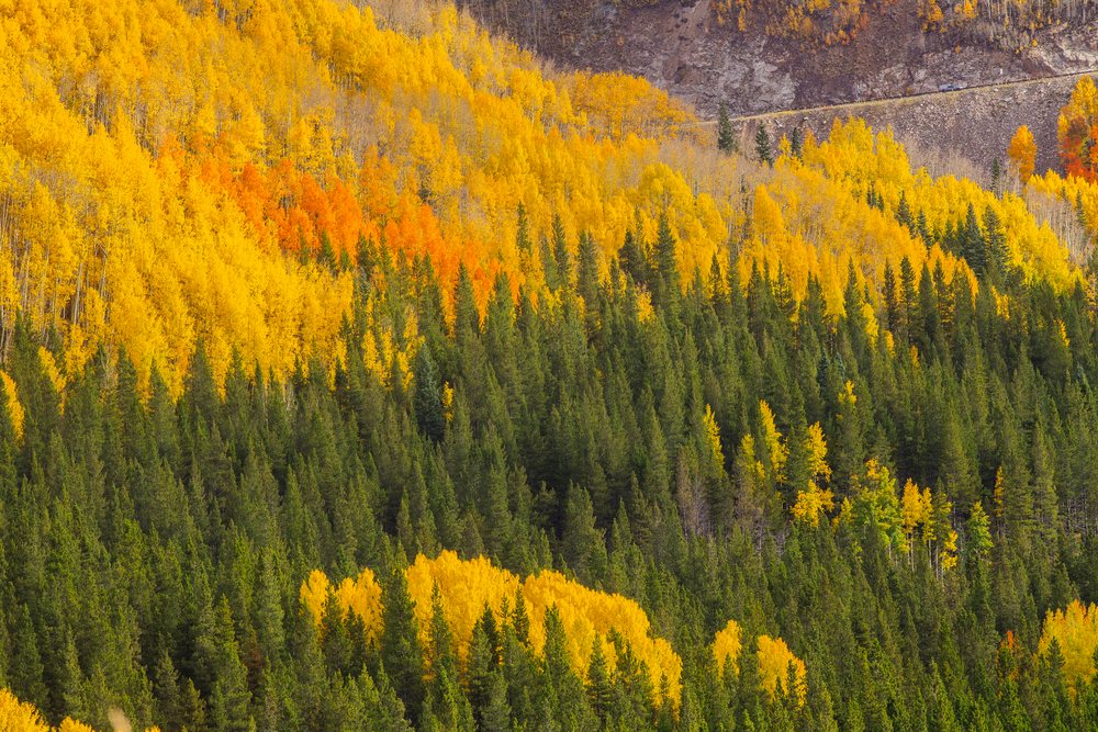 Forest hillside with yellow and orange autumn foliage in Durango