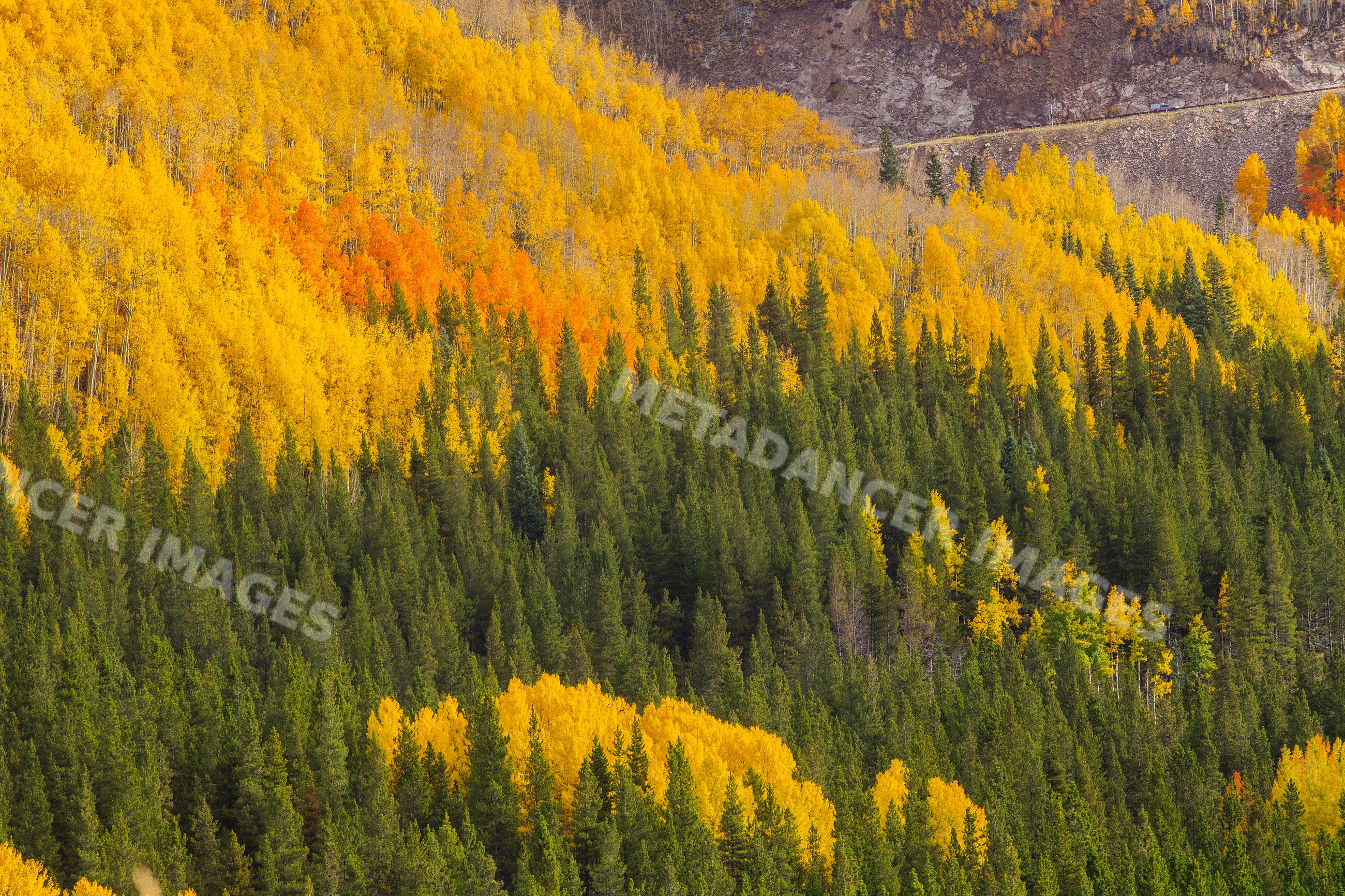 Forest hillside with yellow and orange autumn foliage in Durango