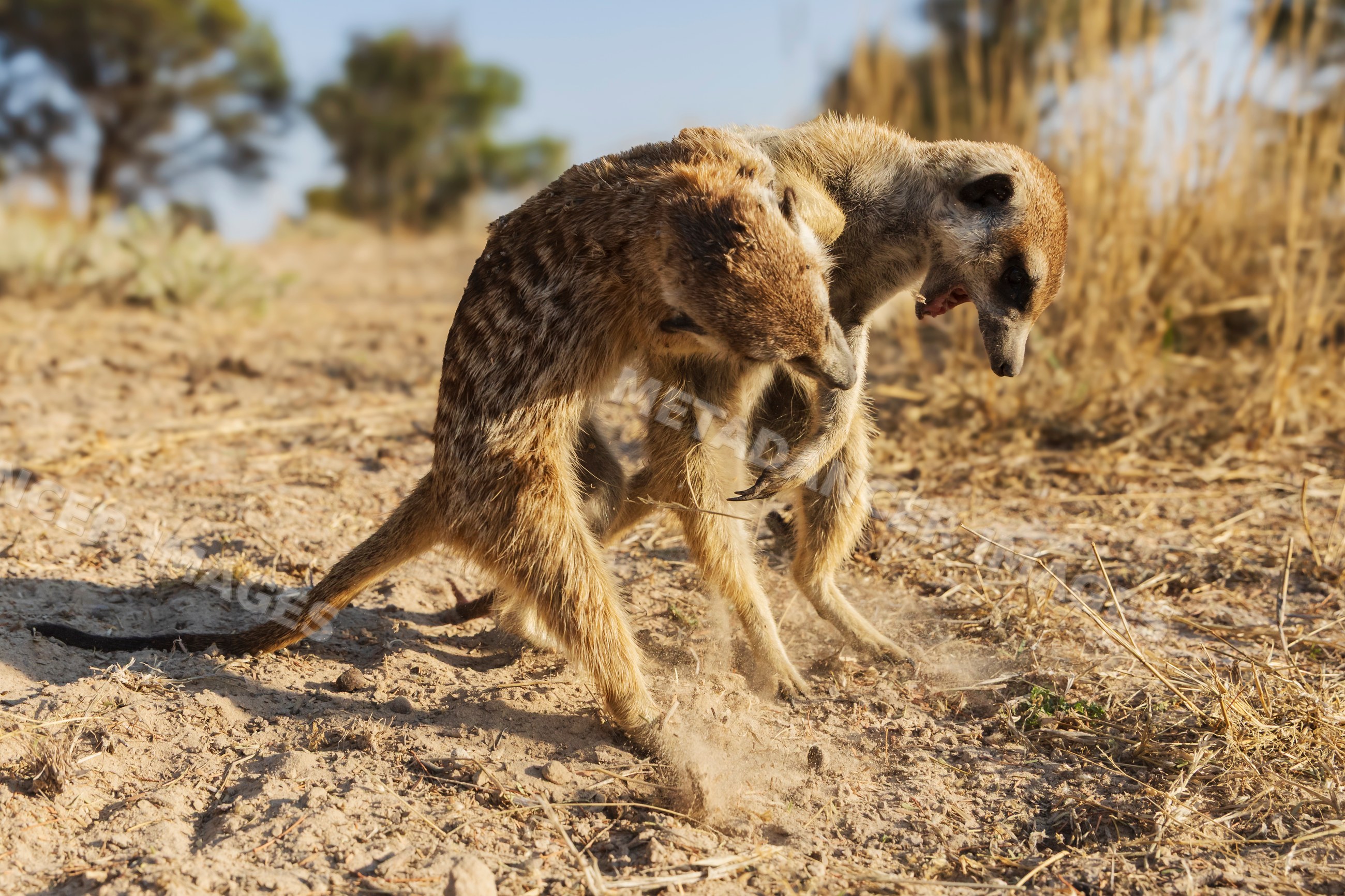 Meerkats play-fighting in South Africa's Kalahari Desert