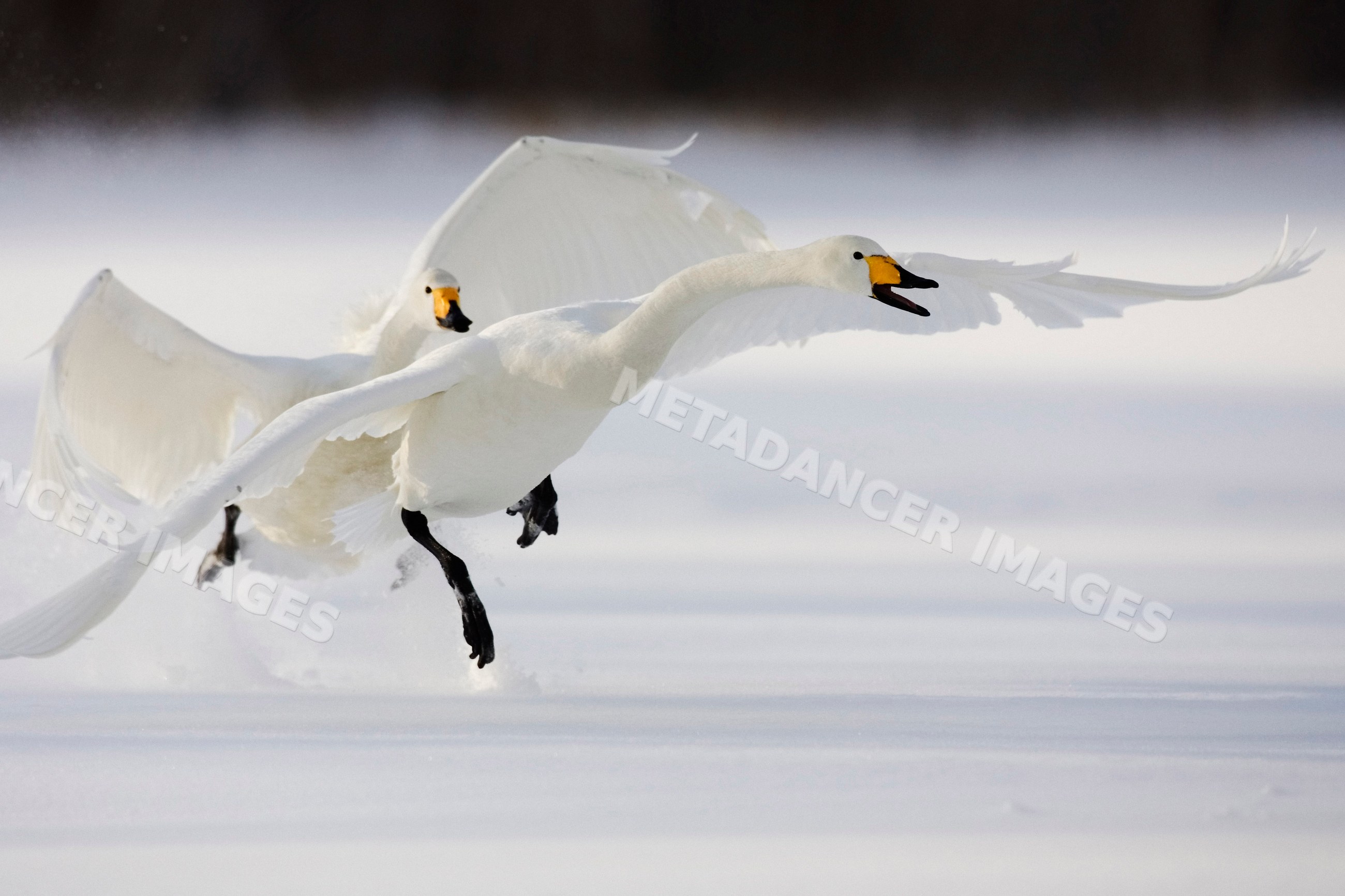Whooper swans flying over snowy ground, japan