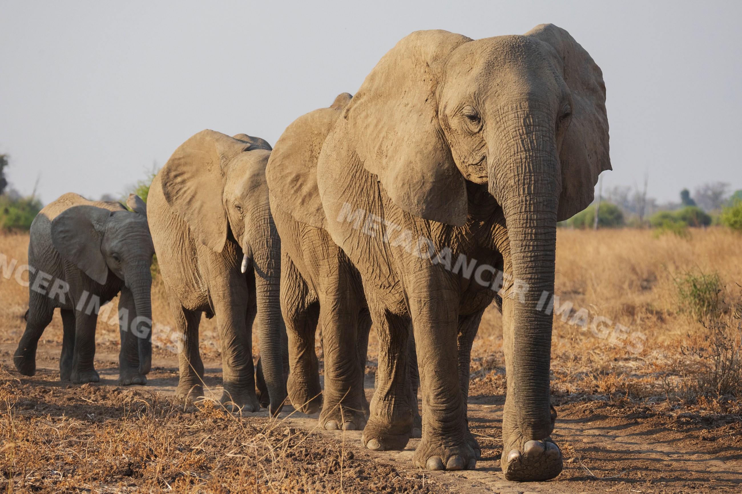 Elephant Herd walking in South Luangwa national park savanna