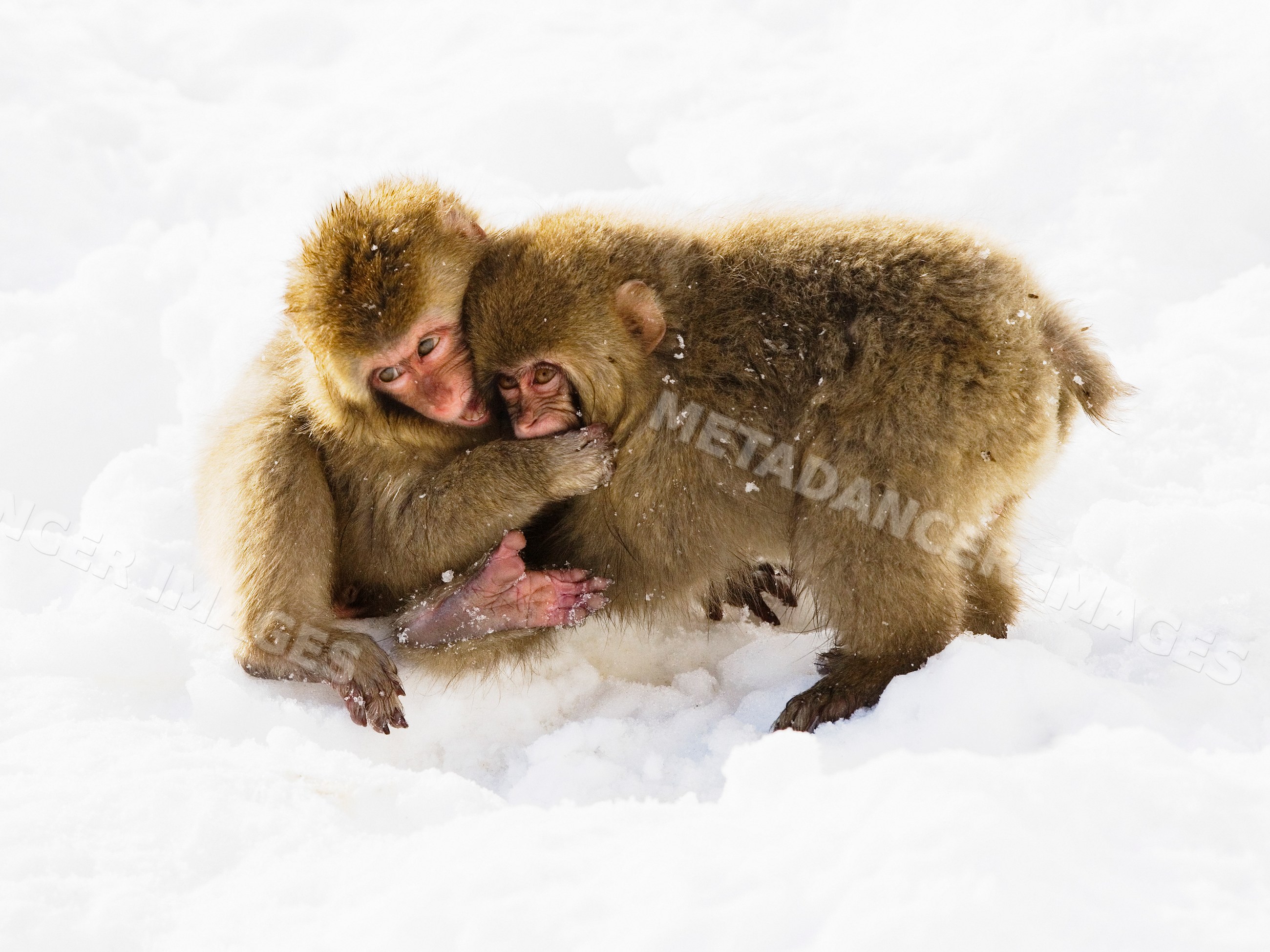 Japanese macaques playing in the snow in Japan