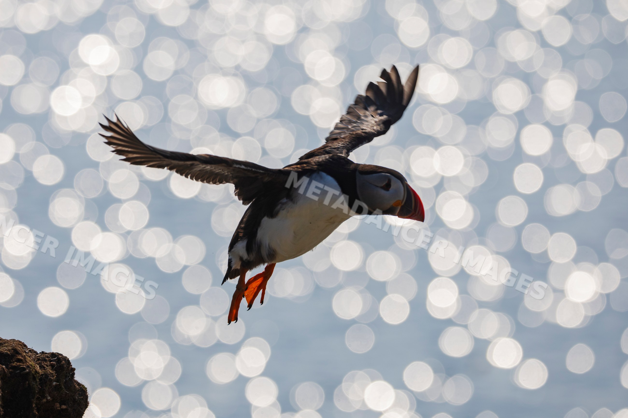 North Atlantic Puffin flying over ocean near elliston, Newfoundland