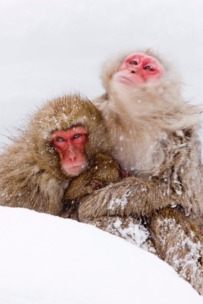 Japanese macaques cuddling in snowy jigokudani onsen, nagano