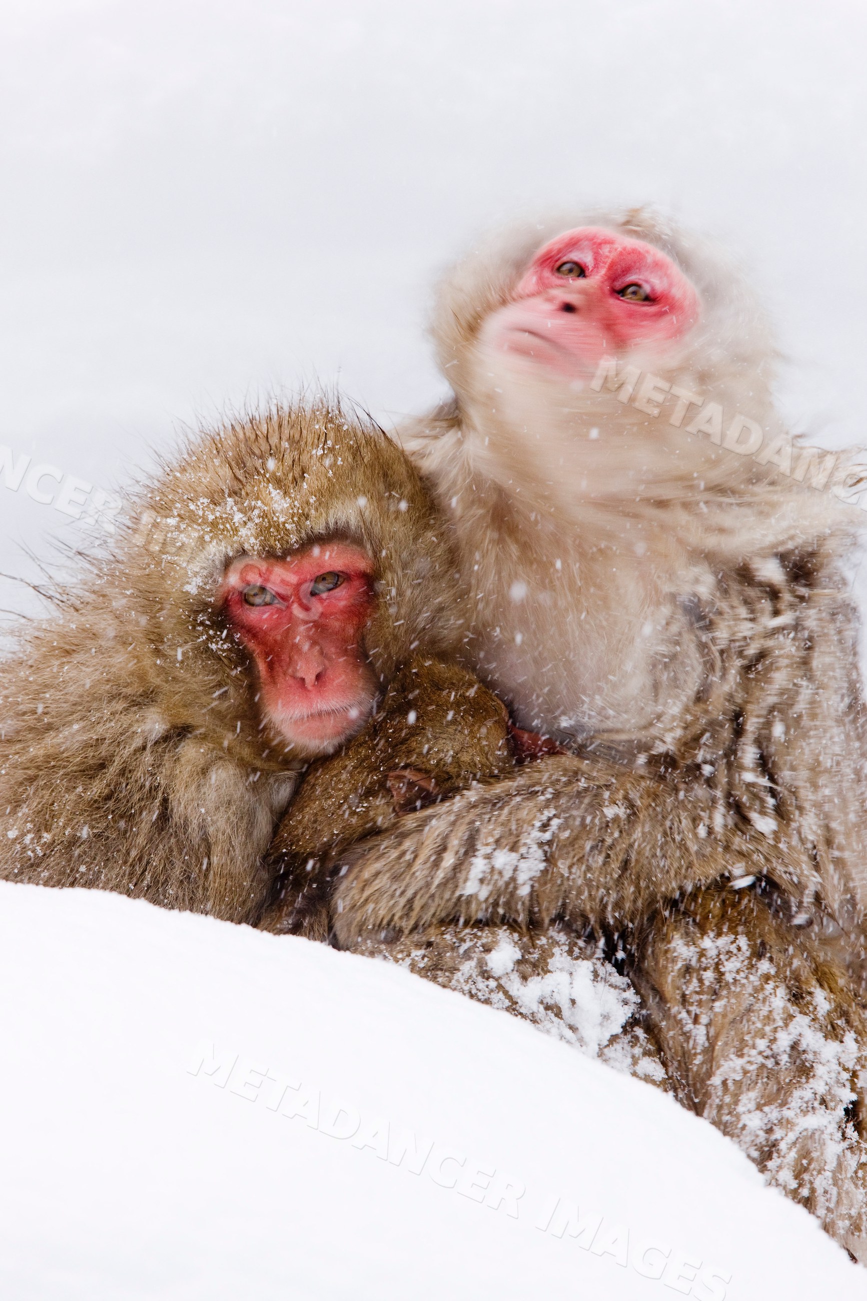 Japanese macaques cuddling in snowy jigokudani onsen, nagano