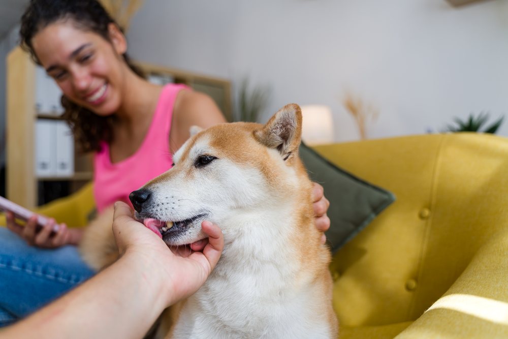 A dog licking a hand in a cozy living room setting