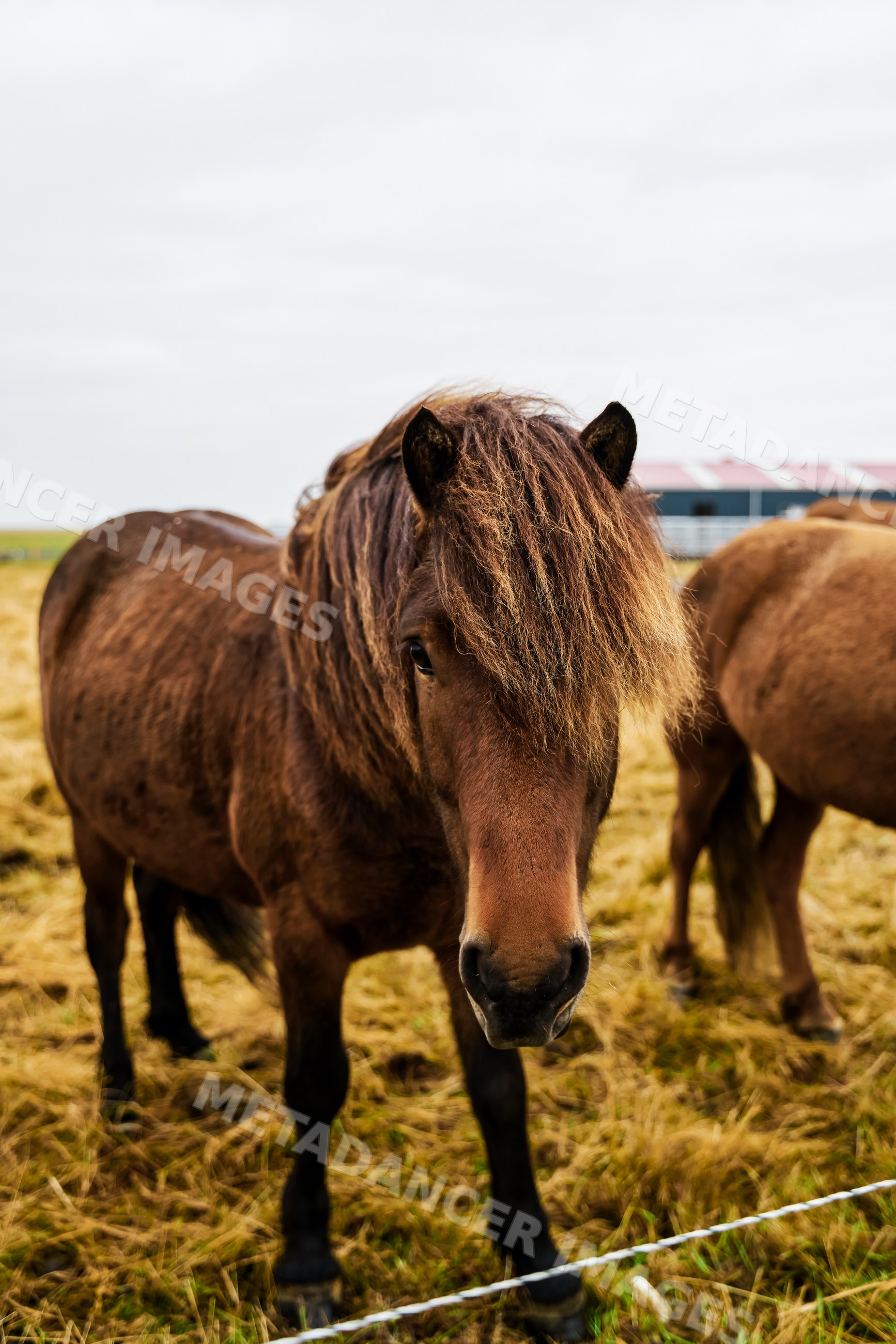 A brown horse stands in a pasture with other horses