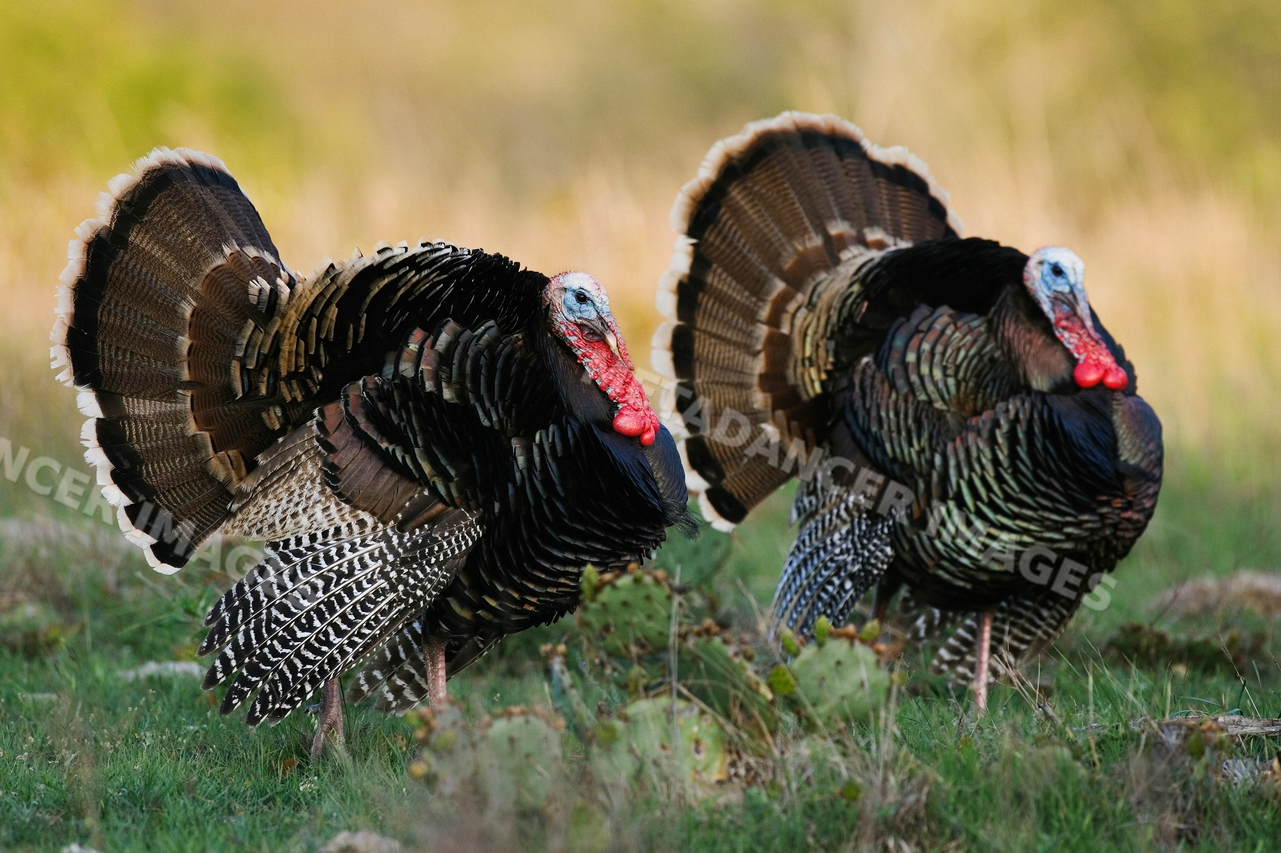 Wild male turkeys strutting in Texas grassland