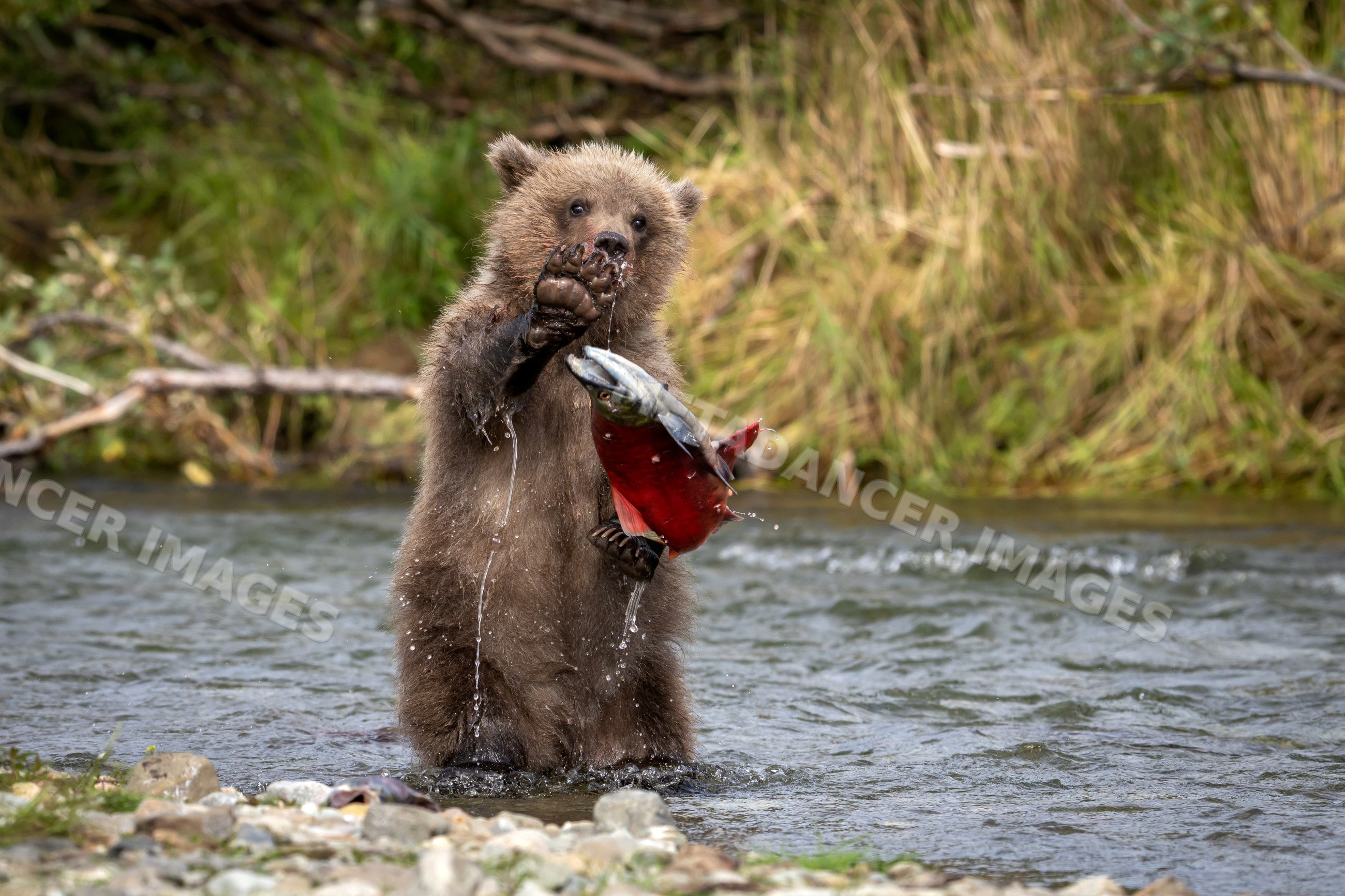 Alaskan Brown bear cub catching salmon in river at Katmai National Park