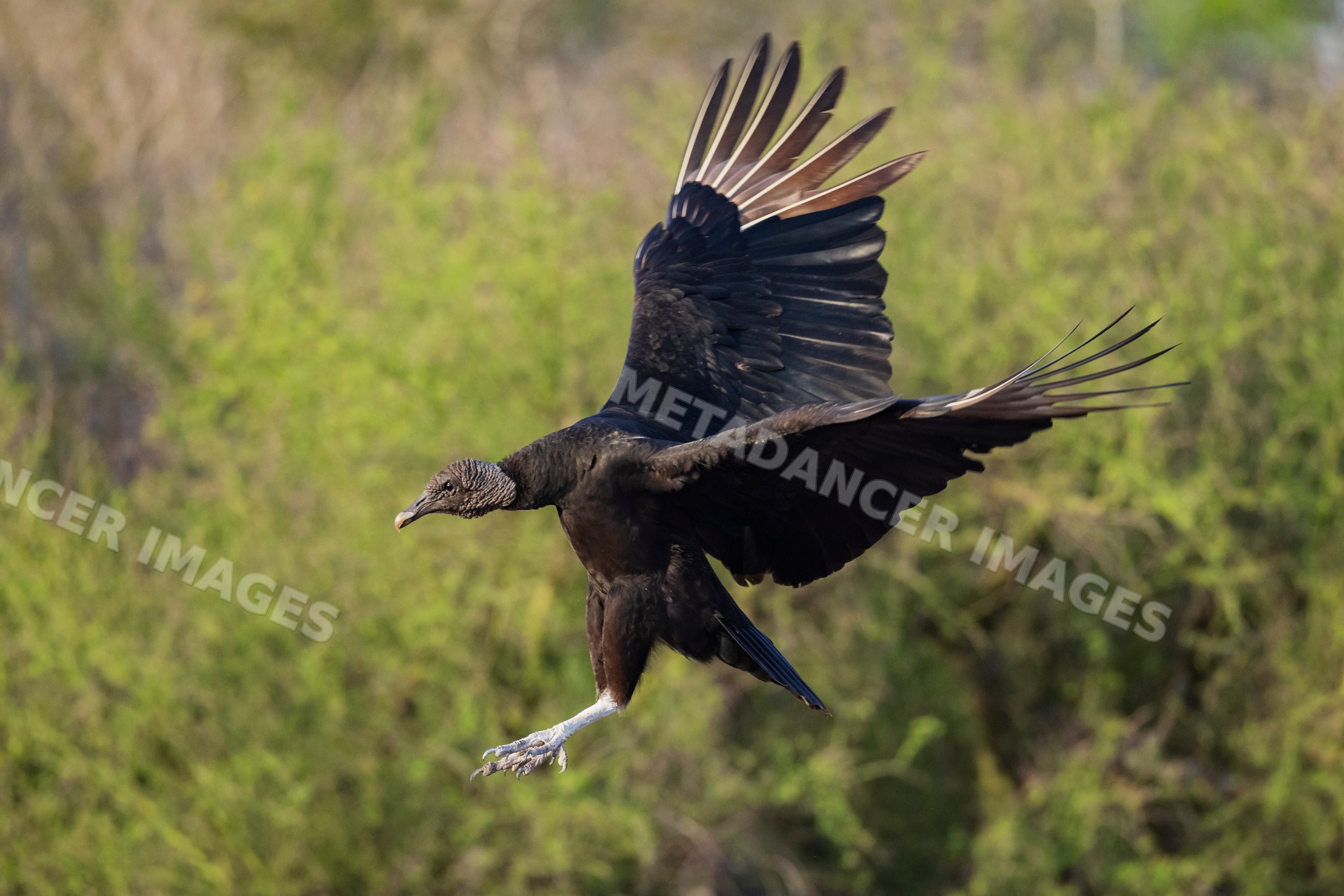 Black Vulture in Flight at santa clara ranch