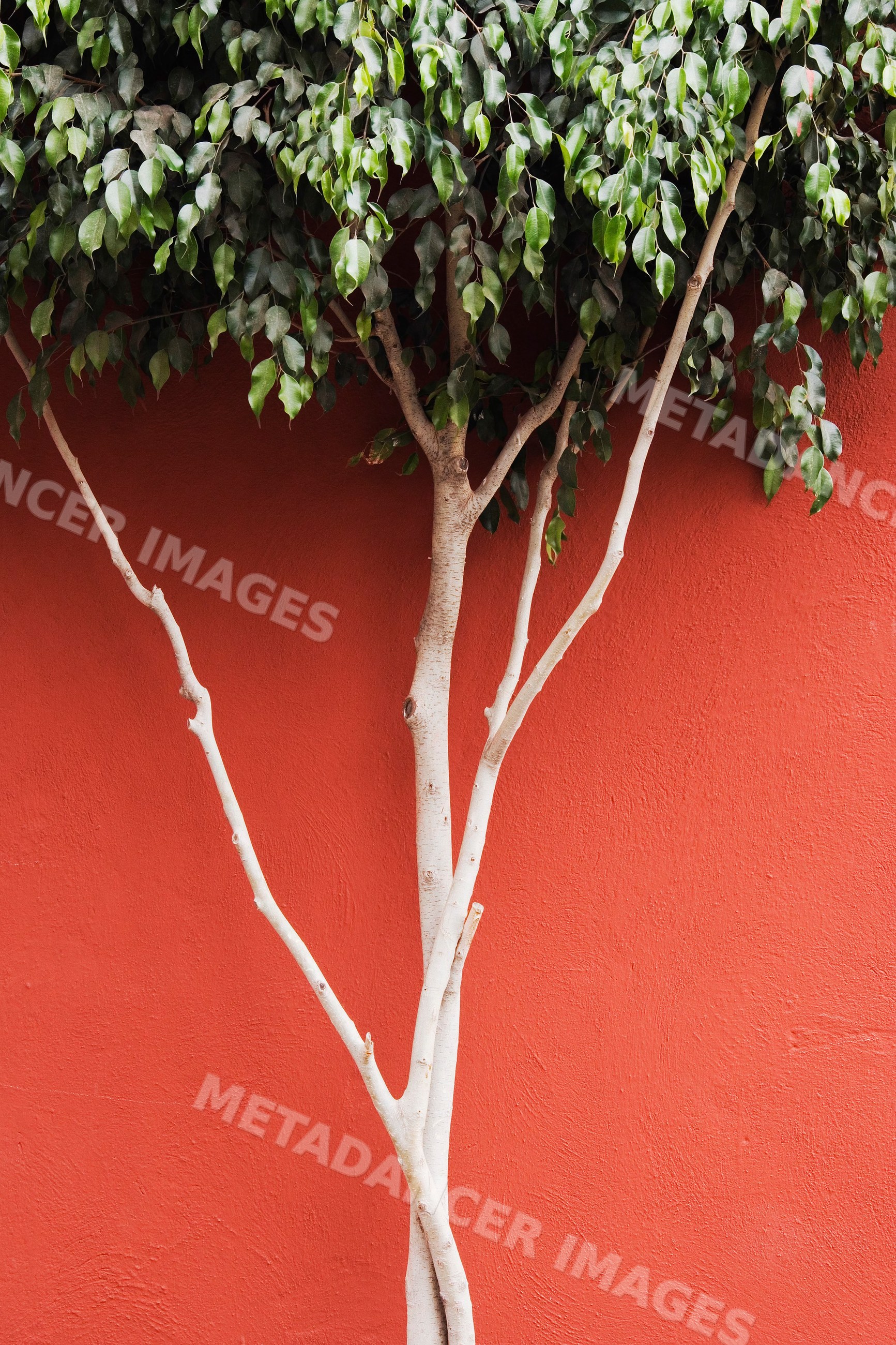 Tree with green leaves against red wall outdoors