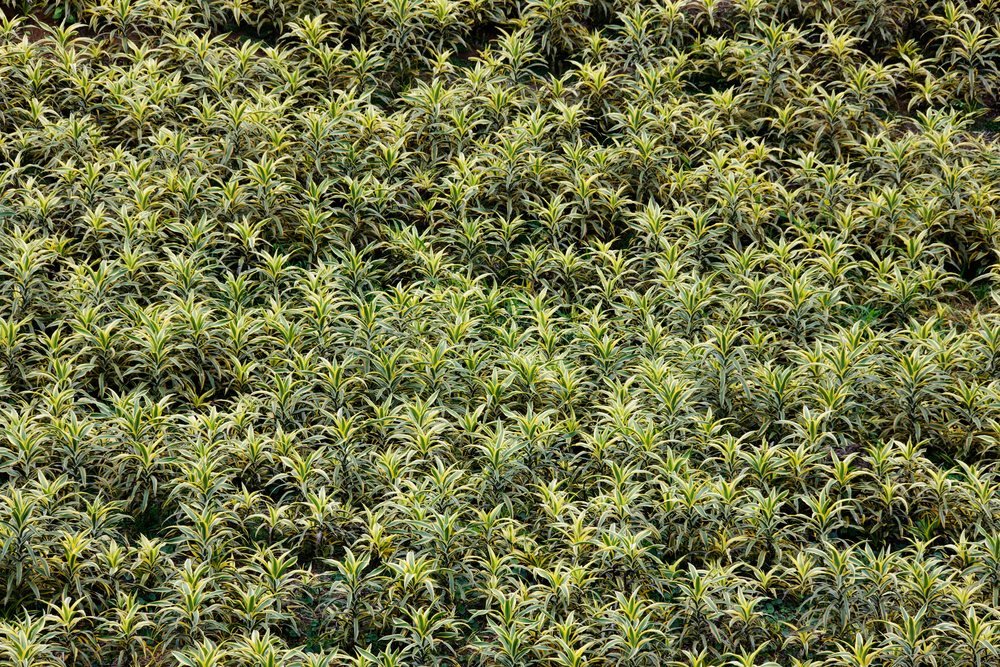Dense field of variegated ornamental plants