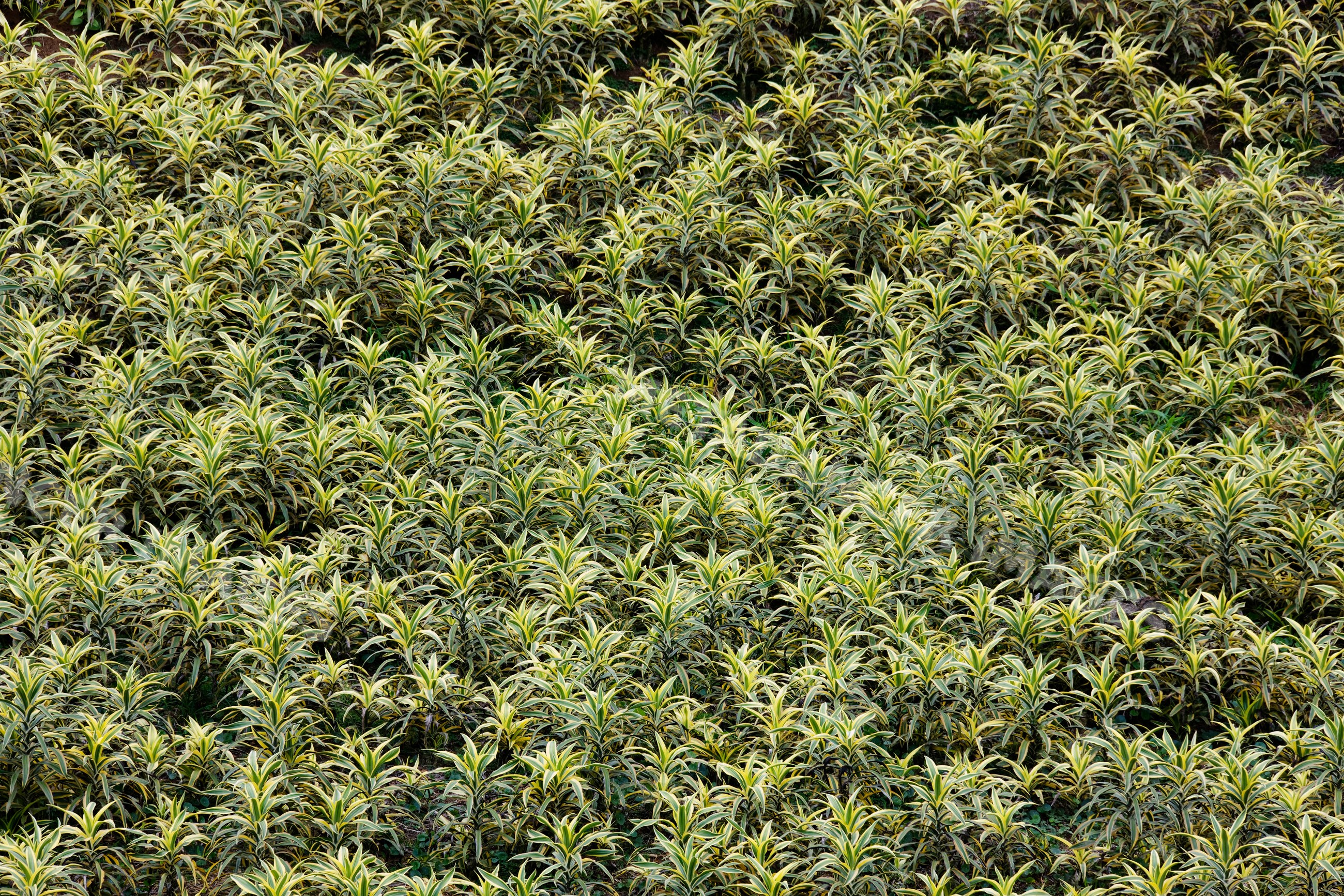 Dense field of variegated ornamental plants
