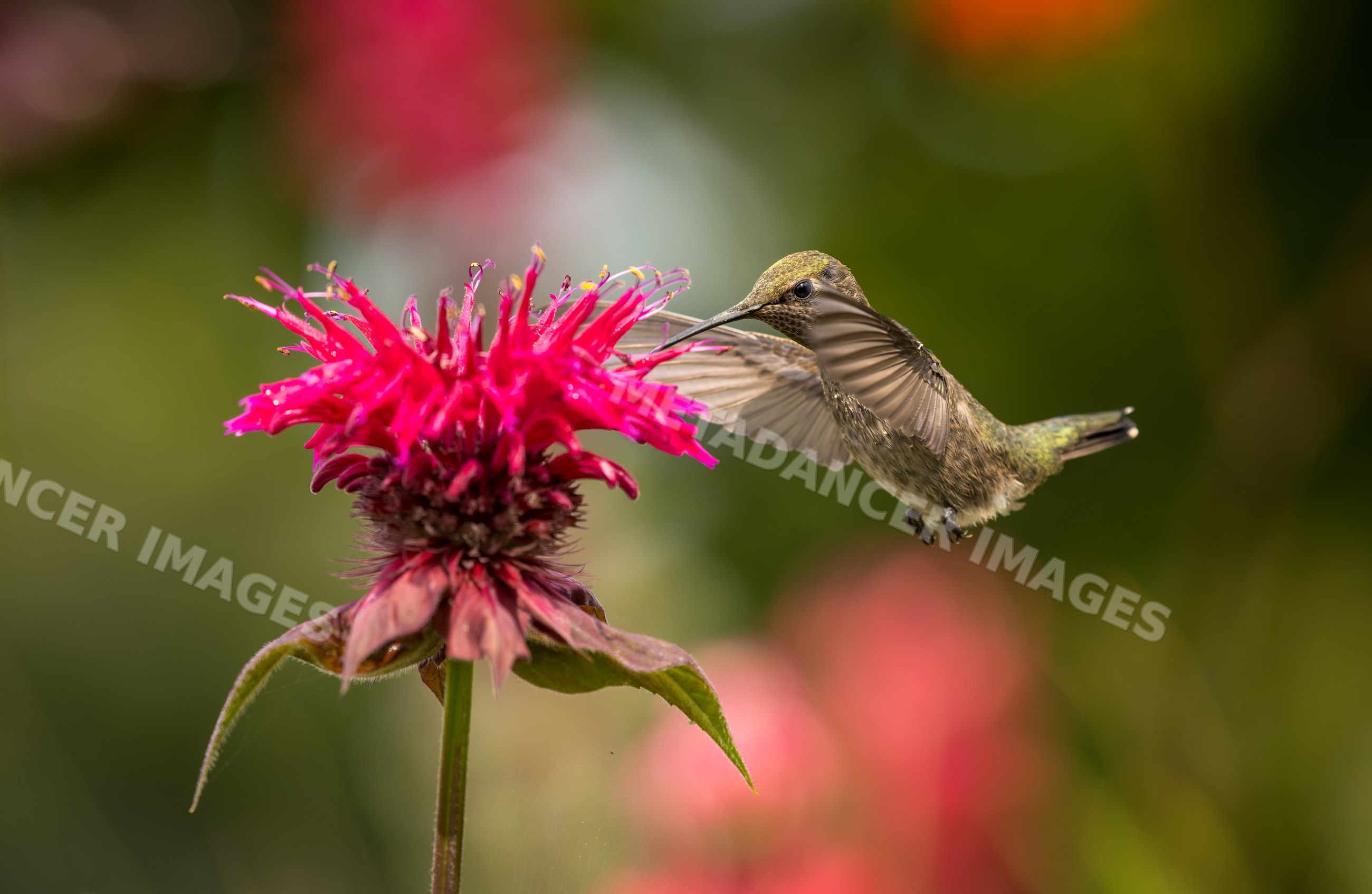 Hummingbird feeding on bright pink bee balm flower in a garden