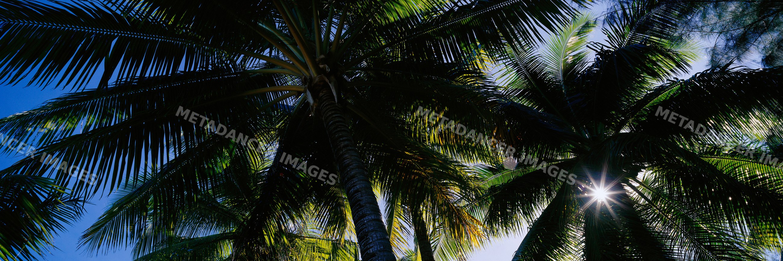Coconut palms with sunlight filtering through green leaves