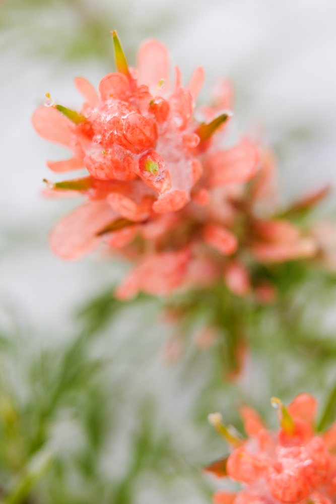 Indian paintbrush flower with ice and snow