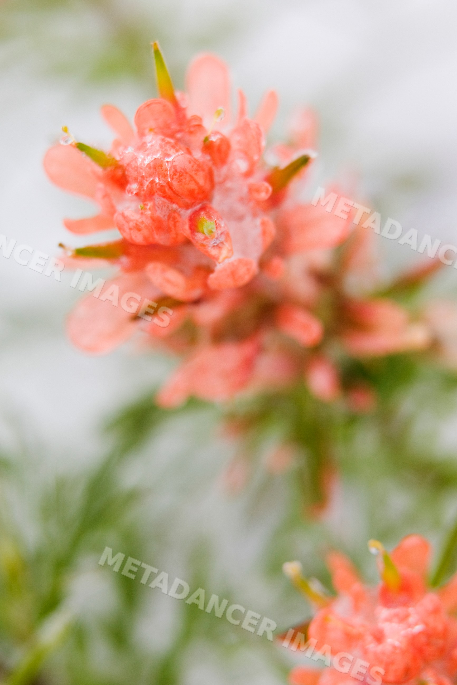 Indian paintbrush flower with ice and snow