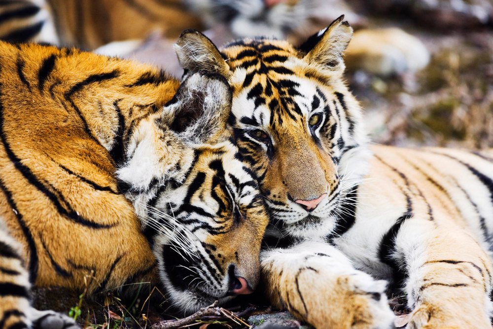 Tigers resting closely together in natural forest environment