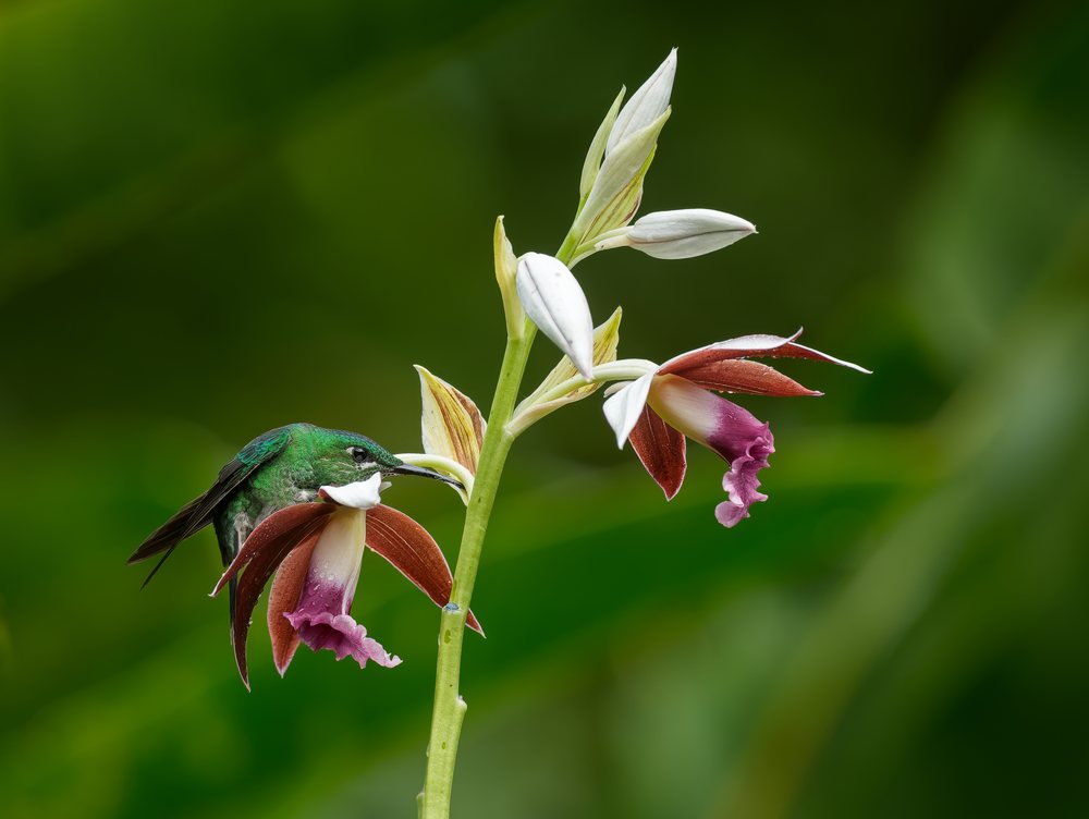 Hummingbird feeding on white orchid flower in natural green setting