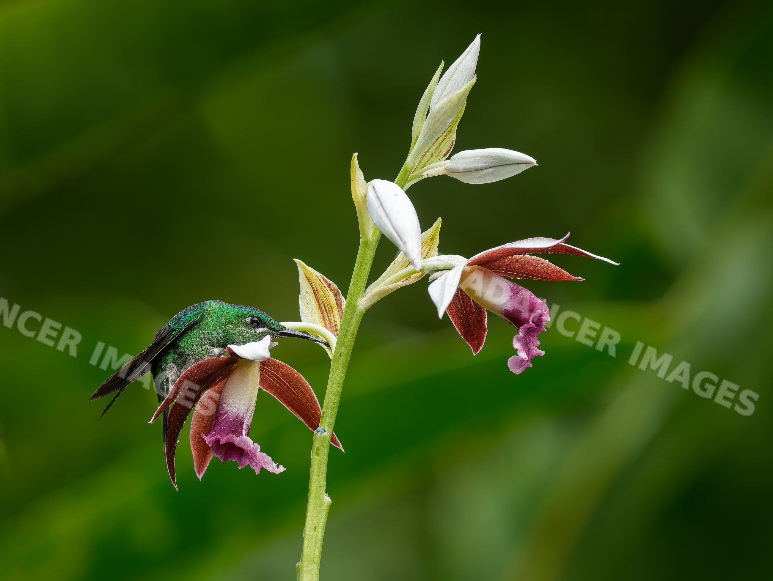 Hummingbird feeding on white orchid flower in natural green setting