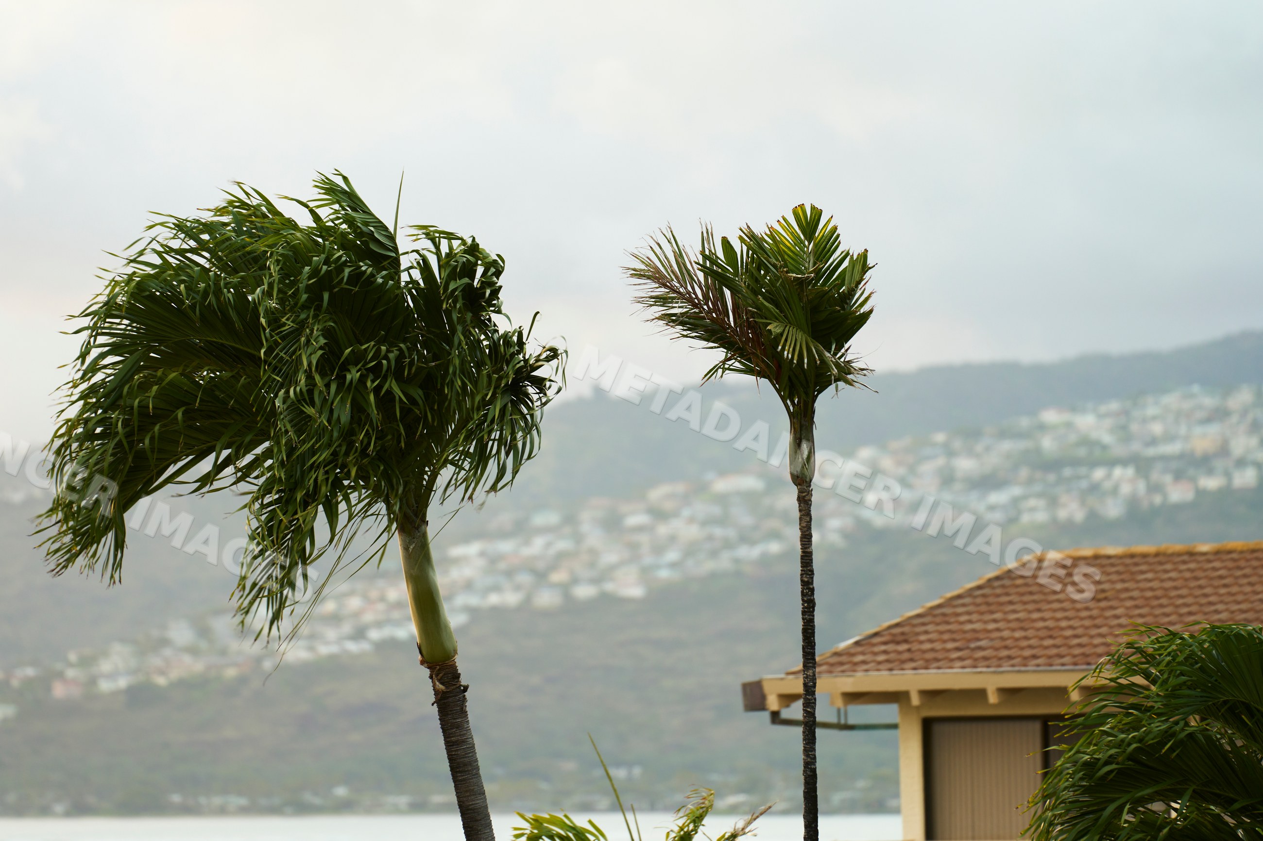 Palm trees blowing in wind with hillside homes in Oahu, Hawaii